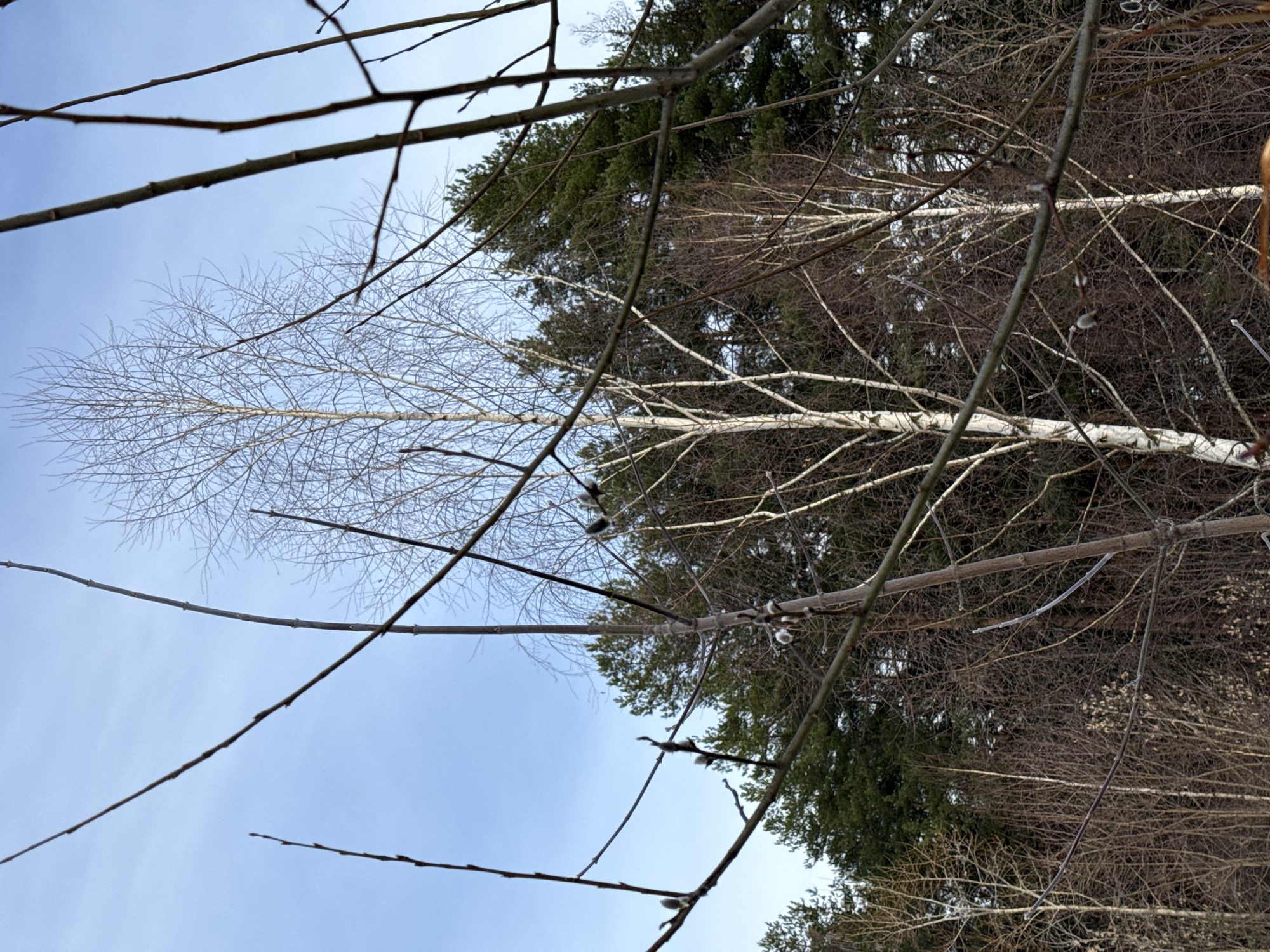The image shows a forest scene, likely in a colder climate, evidenced by the leafless deciduous trees and some evergreen trees. The perspective is looking up through a network of branches, some bearing catkins. The sky is visible through the branches and is a pale blue. The specific location and city are unknown.