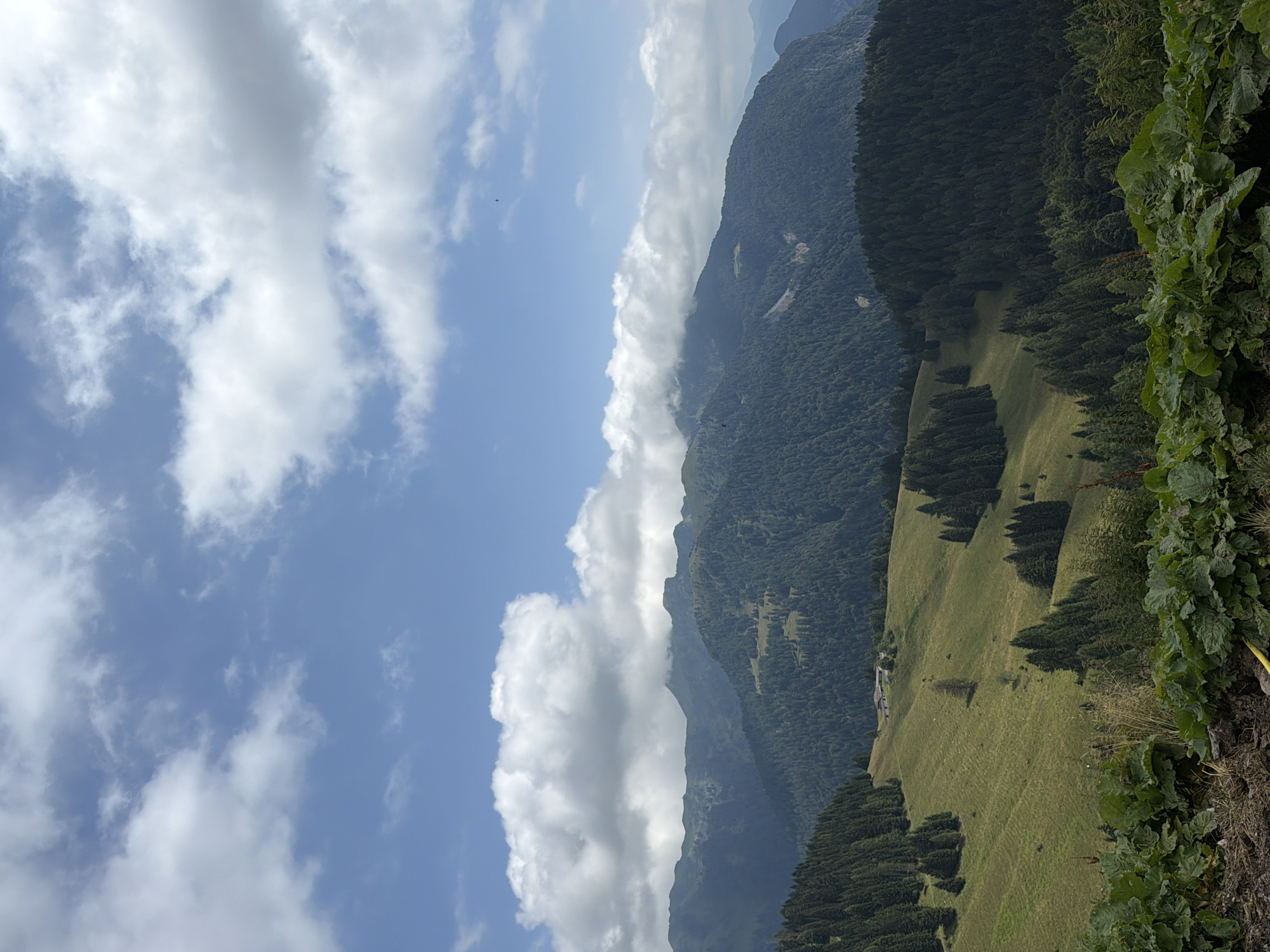 The image depicts a panoramic view of rolling green hills and mountains covered in dense evergreen forests under a partly cloudy blue sky. In the mid-ground, a gently sloping hillside is dotted with scattered trees and features a small cluster of buildings. The foreground is dominated by large, leafy green plants. The scene is static and serene, conveying a natural landscape. The location is identified as Ampezzo / Dimpeç, Italy.