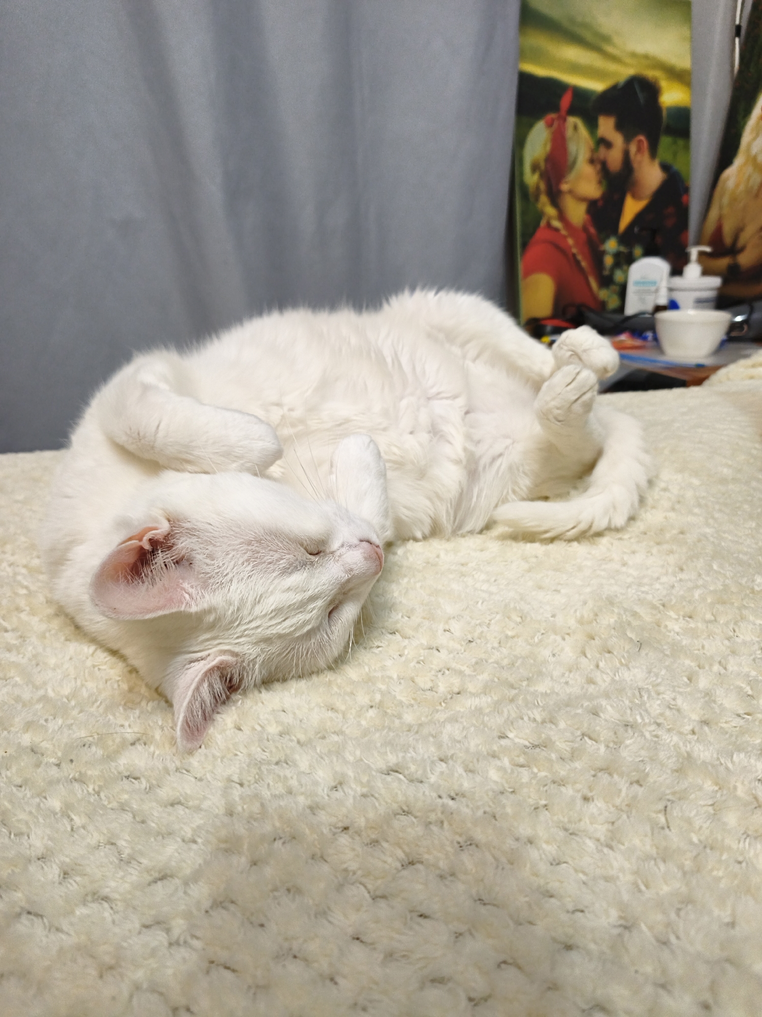 A white cat is sleeping on a white, shaggy blanket. The cat is curled on its back, with its paws tucked in. Behind the cat is a gray curtain and a picture of a couple kissing. There are also some other objects on the surface behind the cat.
The image does not contain information about the location in the city of Sevastopol, Ukraine.