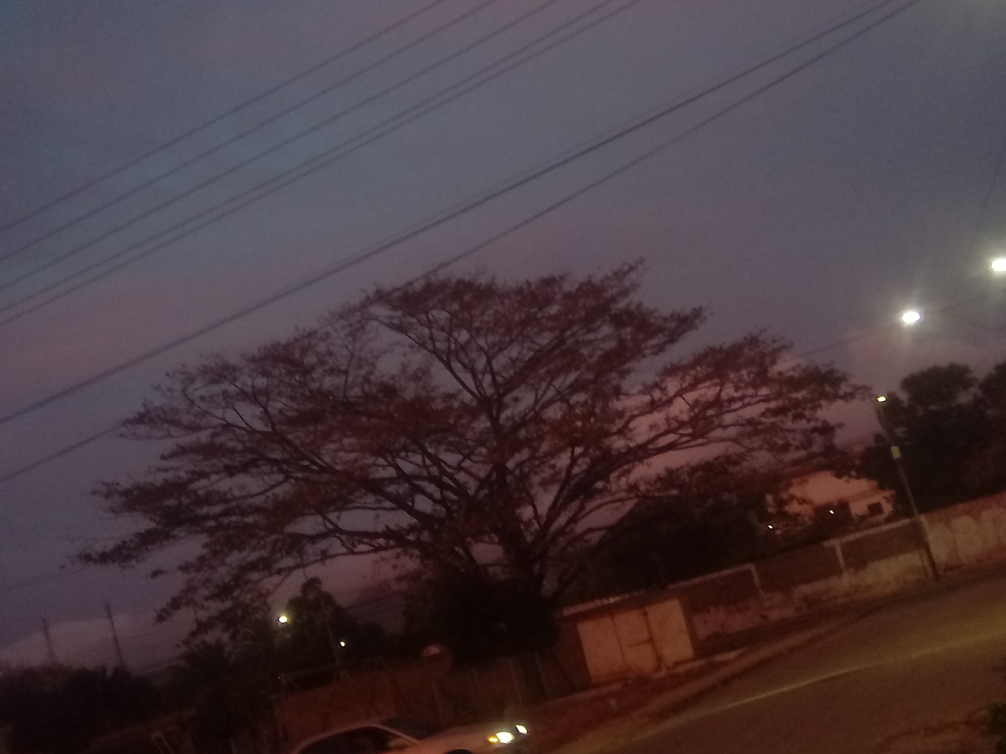 The image depicts a street scene at dusk in Juan Griego, Venezuela. A large, bare tree dominates the left side of the frame. Overhead power lines are visible against the dark, cloudy sky. A street runs from the bottom right to the center of the frame, illuminated by streetlights. Along the right side is a white building behind a wall. A white car with its headlights on is parked on the street in the foreground. Other trees and buildings are visible in the background.