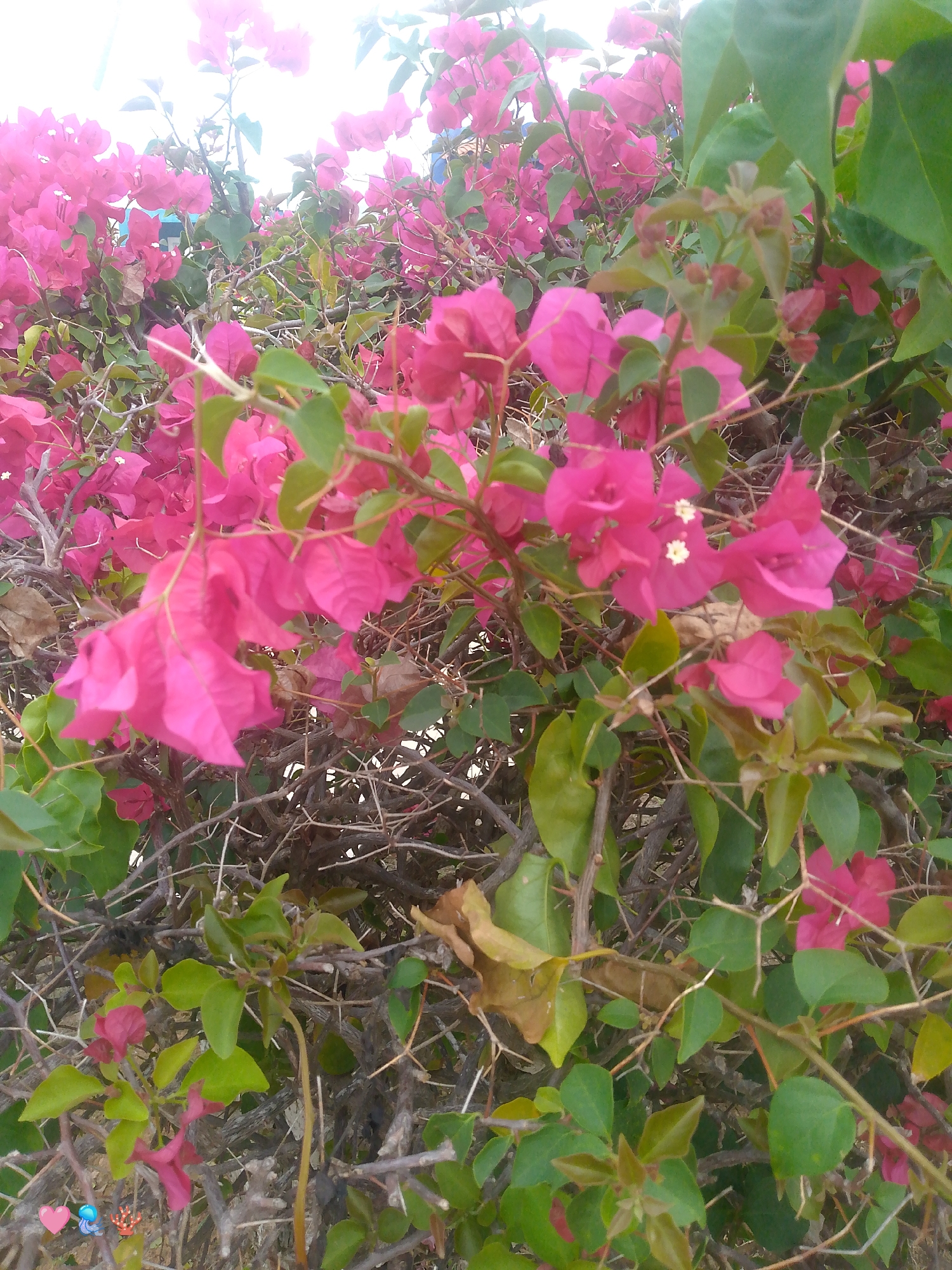 The image is a close-up, ground-level view of a vibrant bougainvillea bush at Playa El Agua, Venezuela. The bush is densely packed with bright pink bracts, which are often mistaken for flowers, and interspersed with green leaves. The thorny stems of the bougainvillea are visible throughout the frame, creating a tangled, natural appearance. In the bottom left corner, there are three small emojis: a pink heart, a blue wave with a bubble, and a red coral. The lighting suggests it is daytime, with a bright sky contributing to the overall illumination. The scene appears to be an outdoor, natural environment, likely a garden or a roadside, given the presence of a dense shrub. There are no people or discernible actions depicted.