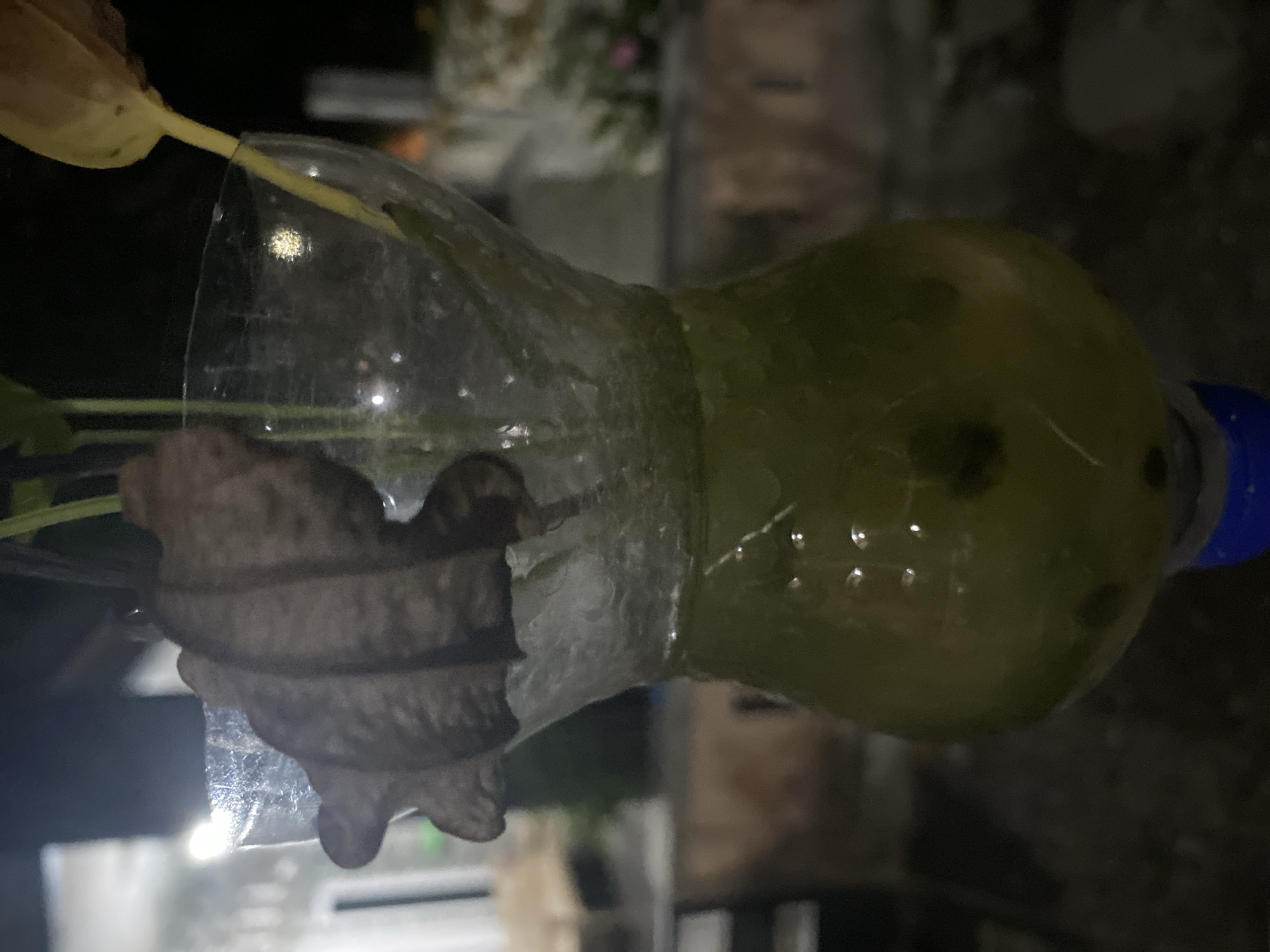 A close-up, slightly blurry, outdoor, night time photograph shows a glass vase containing a yellowish-green liquid and plant stems. The vase appears to be a repurposed plastic bottle, with the top portion cut off and inverted to form a wider opening, revealing some condensation and possibly ice inside the upper section. A dried, brown leaf or seed pod is partially visible, attached to the rim of the inverted bottle section. Two thin green plant stems are seen emerging from the liquid and extending upwards. The background is dark and out of focus, with some indistinct lights and blurry shapes suggesting an outdoor setting, possibly in a residential area. The overall impression is of a DIY plant propagation setup. No specific details about Lambaro Kueh, Indonesia, can be discerned from the image.