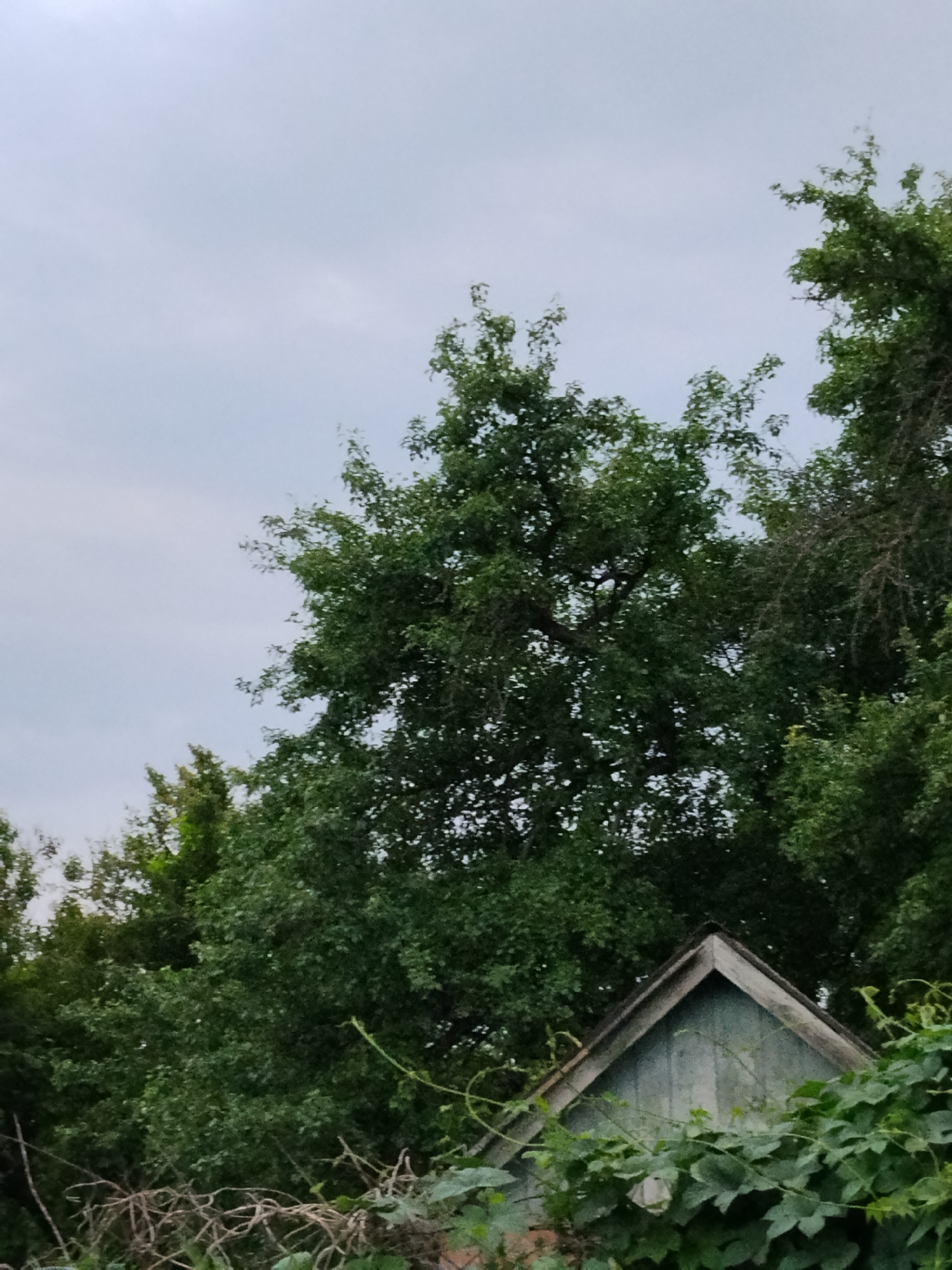 The image captures a cloudy sky over a densely wooded area with a partial view of a small, blue-painted wooden structure with a triangular roof. The structure appears to be an outbuilding or shed, partially obscured by lush green foliage and tangled branches in the foreground. The trees are full of leaves, suggesting a warm season, and their branches fill much of the upper portion of the frame. The scene is static, with no people or animals visible. The location is identified as Ustyvytsia, Ukraine.