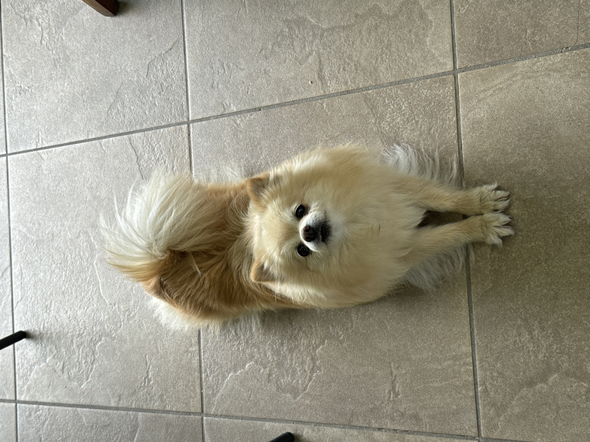 An overhead shot captures a small, fluffy dog lying on a light-colored tiled floor in an indoor setting in San Bernardino Tlaxcalancingo, Mexico. The dog, which appears to be a Pomeranian or similar breed, has cream and light brown fur, a voluminous tail curled over its back, and small, pointed ears. It is positioned centrally, lying down with its body stretched out and its front paws extended forward. The dog's head is slightly tilted, and its dark, expressive eyes and black nose are looking directly up towards the camera, conveying a sense of curiosity and attentiveness.
The floor is composed of large, square ceramic or stone tiles with a subtle, irregular texture, separated by distinct dark grey grout lines. The lighting is bright and even, indicating an indoor environment without strong shadows to suggest a specific time of day. Parts of dark objects, possibly furniture legs or photographic equipment, are visible at the very top left and bottom left edges of the frame. There is no visible text in the image.