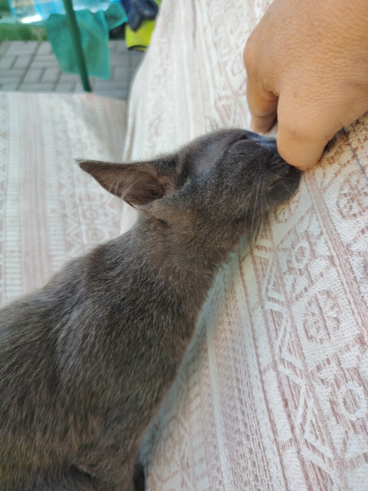 A grey cat is being petted by a person's hand on a patterned sofa outdoors. The background shows a blurry green tarp and a paved area. This scene is located in Volokonovka, Russia.