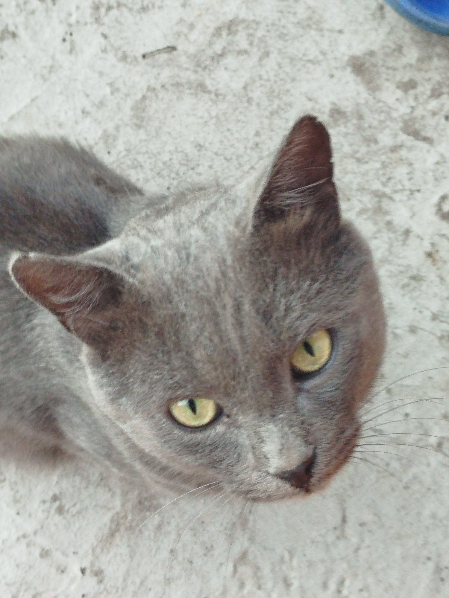 An eye-level, medium shot shows a domestic short-haired cat with gray fur. The cat is looking directly at the camera with yellow-green eyes. Its ears are perked up. The cat's fur has subtle tabby markings on its face and body. The background is a textured, light-colored surface, possibly concrete or pavement. There is a small, dark object on the surface to the upper left of the cat. The lighting is natural and appears to be coming from above. The scene is devoid of any human presence.