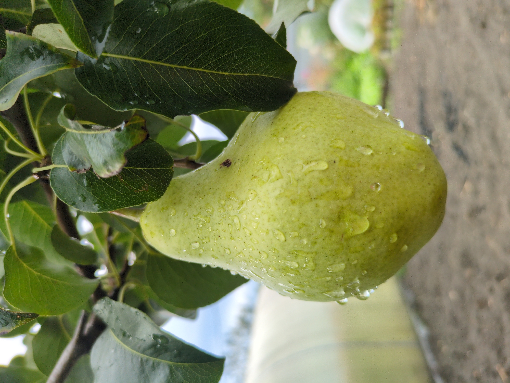 A close-up, slightly angled outdoor shot captures a single, ripe, light green pear hanging from a branch. The pear is covered in numerous water droplets, indicating recent rain or dew. It is partially obscured by dark green, veined leaves, also glistening with water. The background is blurred, showing a hint of a greenhouse structure to the left and a patch of dry, grey soil dotted with some greenery and white objects to the right. The sky is visible as a pale blue expanse. The image is devoid of any people or animals. The scene appears to be set in a garden or orchard, possibly within the city of Kulebaki, Russia, given the mention of the location.