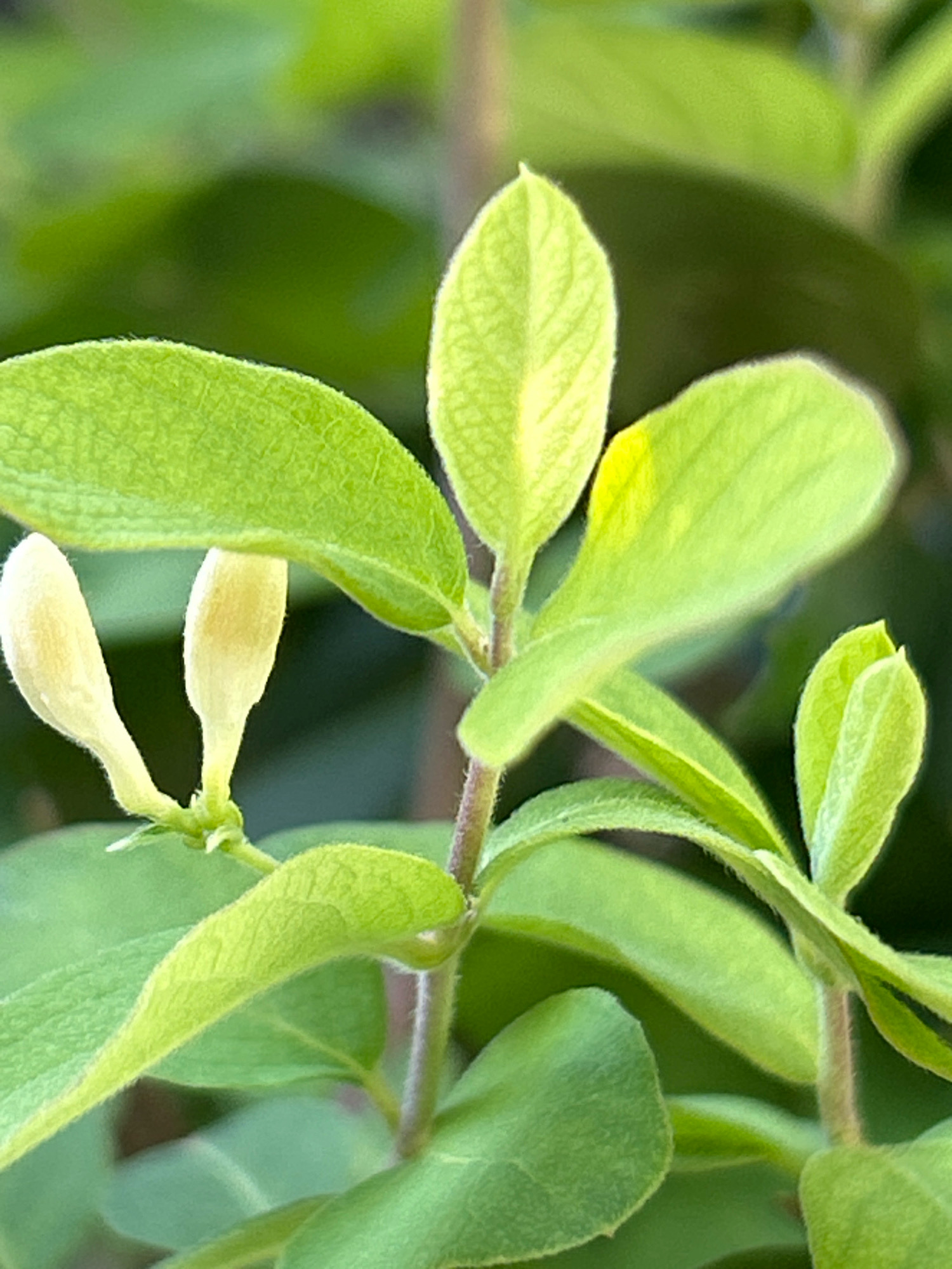 In Robinson Township, United States of America, the image captures a close-up view of a plant with vibrant green leaves and pale yellow flower buds. The foreground is dominated by these elements, with the leaves exhibiting a slightly fuzzy texture and prominent veins. Two flower buds, elongated and pointed at the tips, are clearly visible. One bud is positioned slightly to the left and lower than the other. The plant's stem, slender and reddish-brown, is also in view. The background is a soft blur of darker green foliage, suggesting the plant is part of a larger garden or natural setting. The lighting highlights the delicate nature of the buds and the lushness of the leaves.