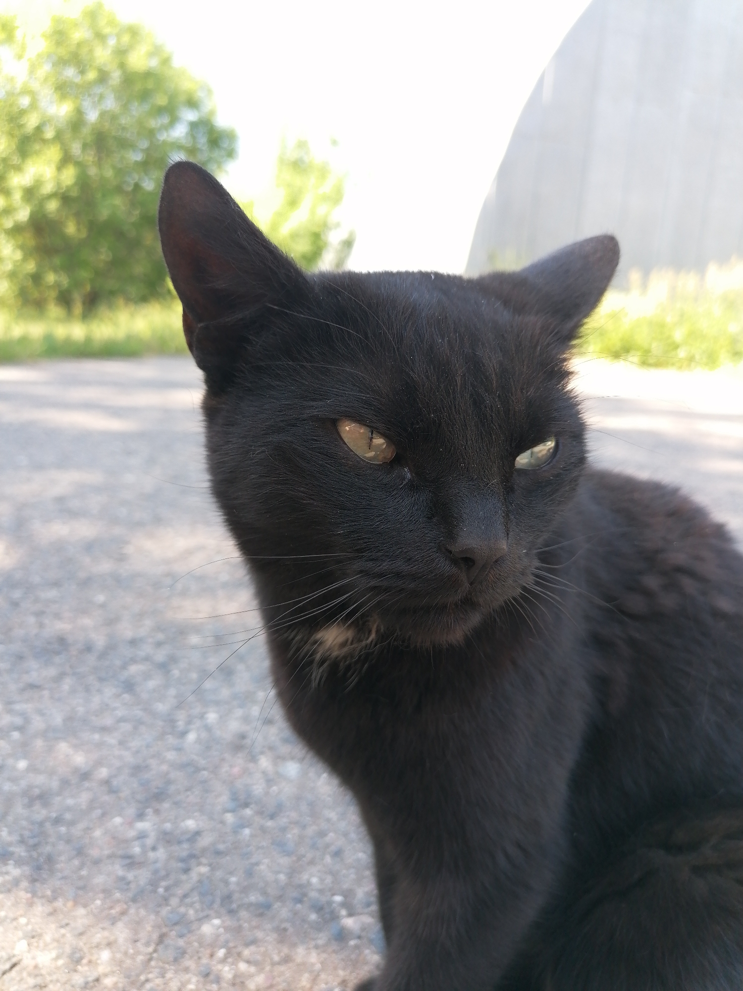 A black cat with green eyes sits on a gravel surface. The cat is looking to the right of the frame. In the background, there are out-of-focus trees and a light-colored curved structure, possibly a wall or building. The image is a close-up shot, with the cat filling most of the frame.