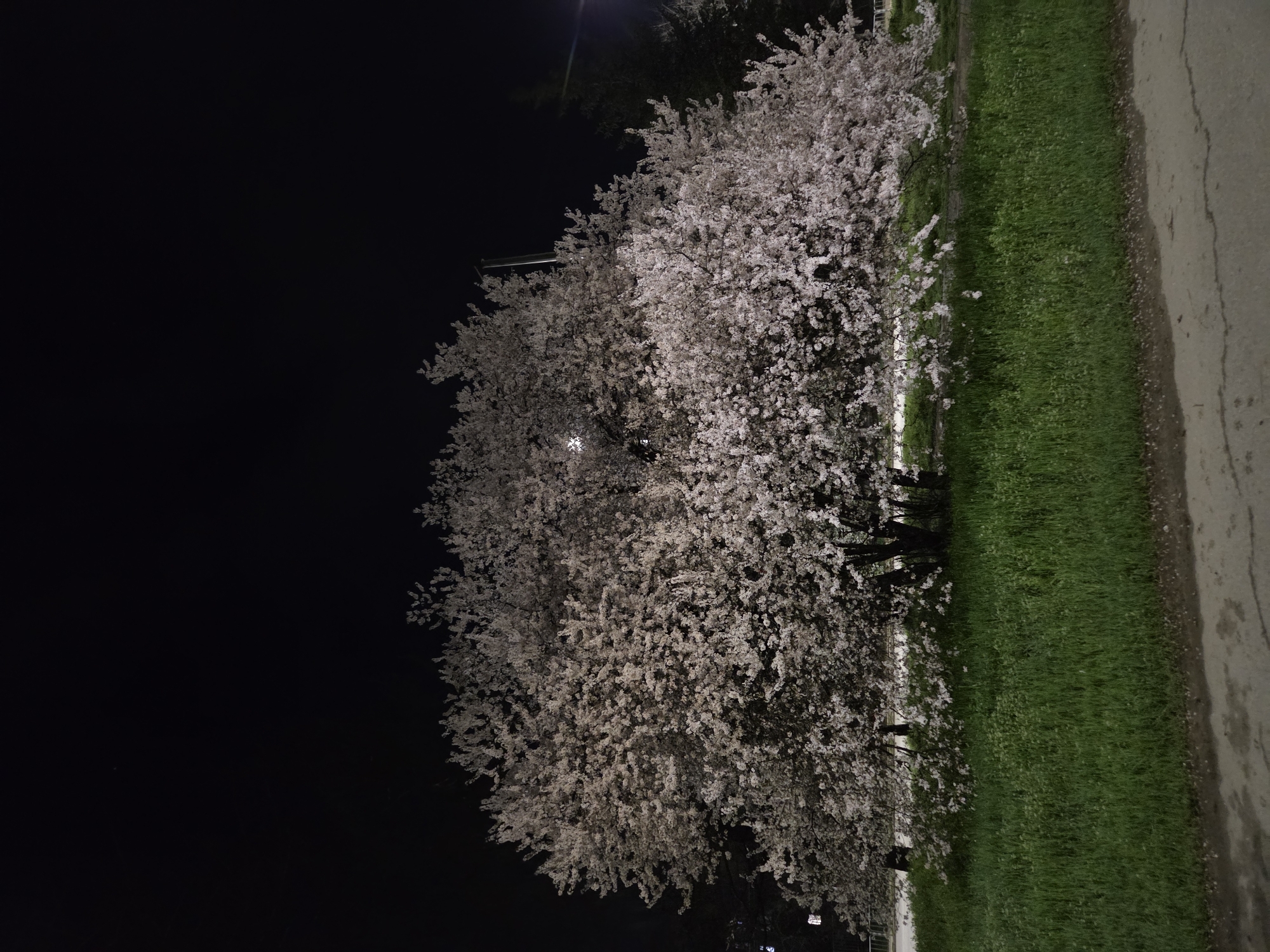 A nighttime scene depicts a blooming tree along a road in Pleven, Bulgaria. The tree, densely covered in light-colored blossoms, stands adjacent to a grassy verge between the road and a dark, unlit area. The road's surface is visible, showing signs of wear or wetness. Above the tree, a streetlight emits a faint glow. The scene is cast in the darkness of night, with the tree and verge the primary illuminated subjects. There are no people or interactions visible in the frame.