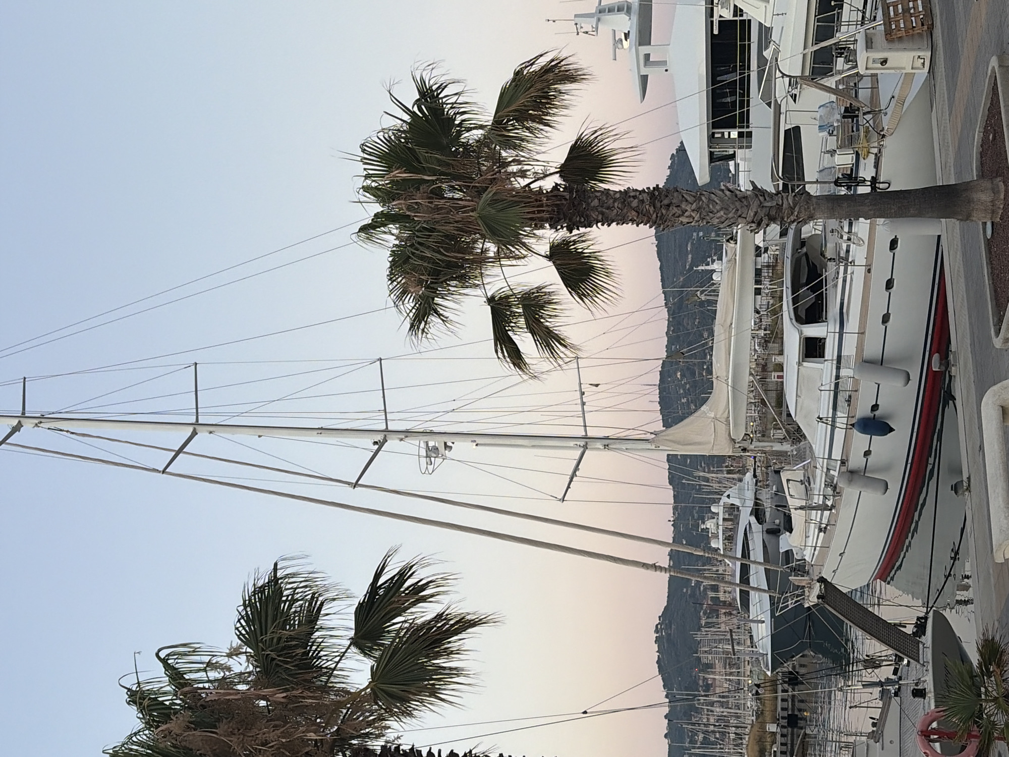 This image captures a serene harbor scene in Imperia, Italy, likely at dusk given the soft, warm hues in the sky transitioning from light blue to a gentle pink. Dominating the foreground are lush palm trees with their fronds swaying slightly, suggesting a mild breeze. Behind them, a row of impressive yachts are moored. These vessels are predominantly white with elegant lines, some featuring red and blue accents. Their masts and rigging are clearly visible, creating a complex network against the sky.
The overall setting is a marina, indicated by the presence of multiple boats and the waterfront promenade where the palm trees are planted. The water appears calm and reflects the ambient light. In the background, a hillside covered in greenery rises above the harbor, with more boats visible further in the distance, hinting at the scale of the marina.
The image evokes a sense of tranquility and the peaceful atmosphere of a Mediterranean evening. There are no people visible, emphasizing the quiet beauty of the location. The composition, with the strong vertical lines of the palm trees and yacht masts, is visually striking. The time of day contributes to a feeling of calm and relaxation, perfect for a seaside setting. No visible text is present in the image.