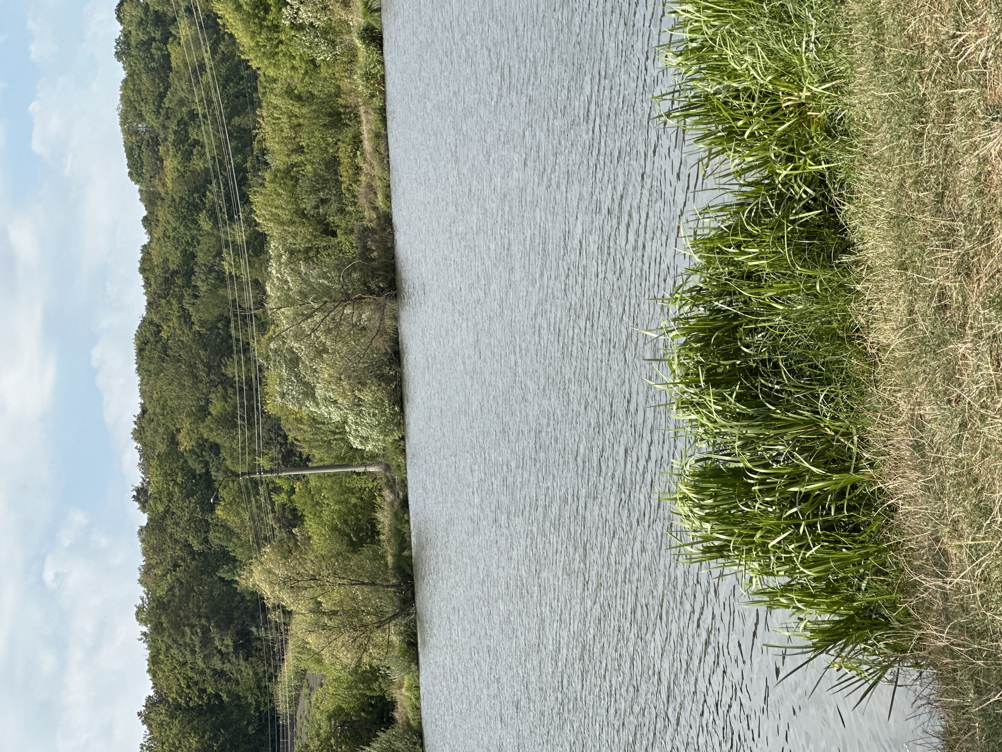 This image depicts a serene body of water, likely a lake or pond, with lush green vegetation along its banks. The water's surface is rippled, suggesting a gentle breeze. In the background, a dense forest covers a gently sloping hill, with a few power lines visible against the sky. The foreground features dry grass interspersed with tall, vibrant green reeds growing at the water's edge. The sky above is partly cloudy with a pale blue hue. The scene appears to be a natural landscape, possibly in or near the city of Makiv, Ukraine, offering a tranquil outdoor setting. There are no people or animals visible in the image.