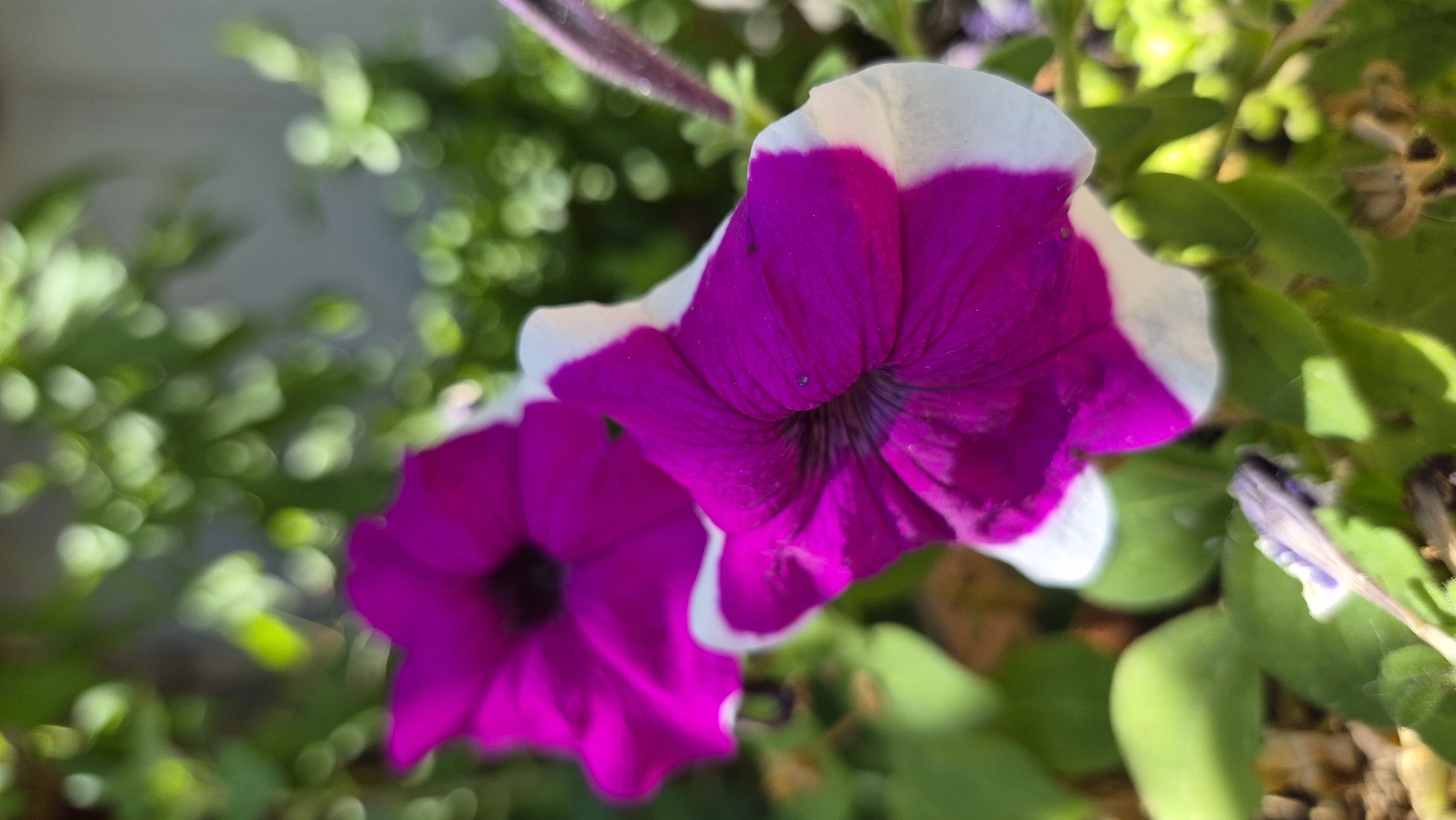 A close-up, vertical shot showcases two vibrant petunia flowers in bloom. The flower in the foreground is predominantly a deep fuchsia color, with its petals edged in white. The flower behind it is mostly fuchsia, with only a hint of white visible. The petals are slightly curled and ruffled, with delicate veins visible. The flowers are surrounded by lush green foliage, some of which is blurred due to the shallow depth of field, creating a soft, bokeh effect in the background. The lighting suggests it is daytime, with sunlight highlighting the flowers and leaves. The scene appears to be outdoors, possibly in a garden or planter. No people or specific landmarks are visible in the image.