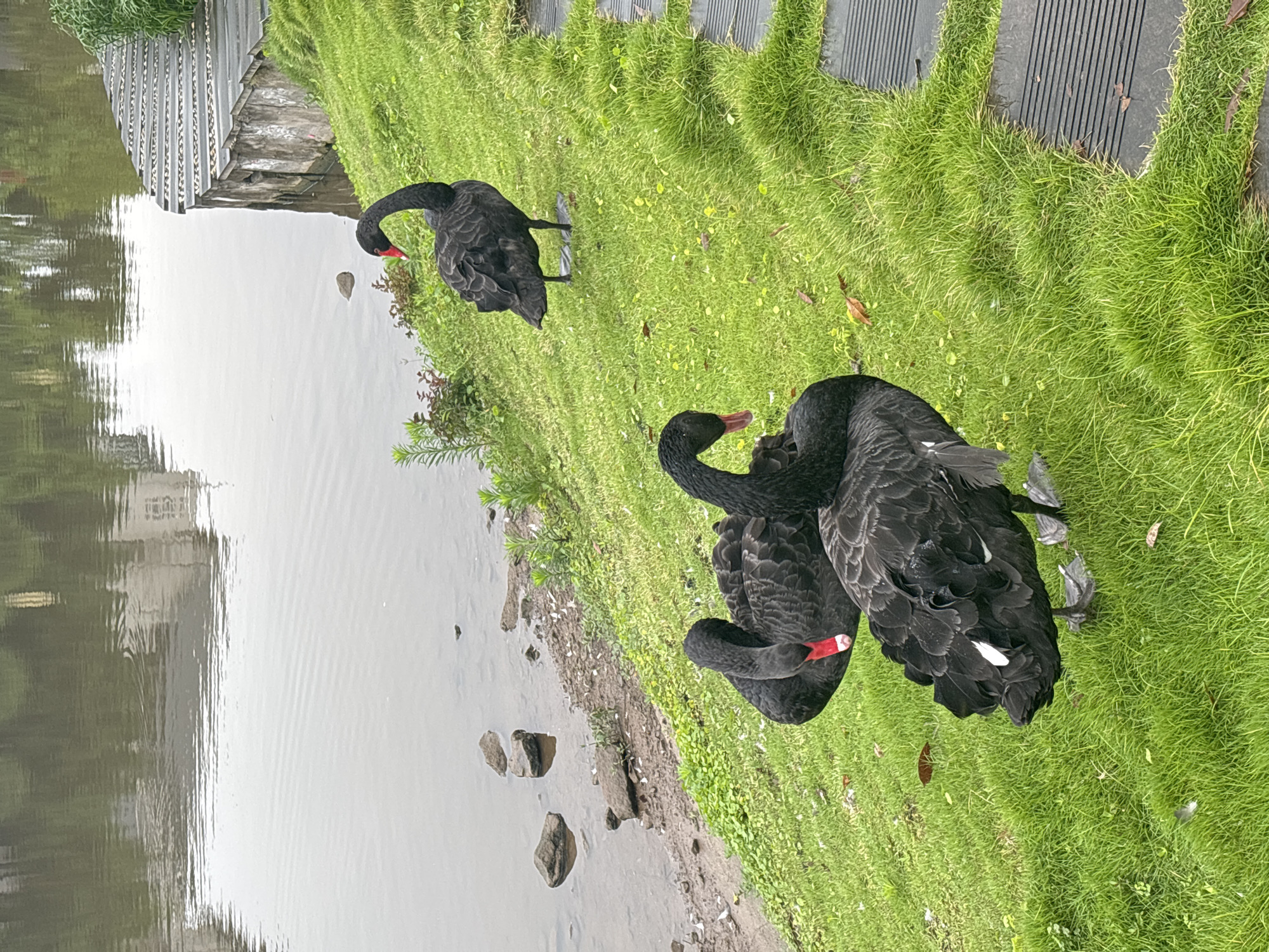 Three black swans are gathered on a lush, green grassy slope next to a body of water. The swan in the foreground on the left is bent over, with its red beak touching the ground. The swan next to it, slightly behind and to the right, is also bent over, with its head angled downwards and its red beak visible. The third black swan stands further up the slope to the right, facing away from the camera, with its head held high and its red beak visible. The water's edge is rocky and has some sparse vegetation. A wooden walkway or boardwalk with metal elements runs along the top of the grassy slope on the right side of the image. The reflections of buildings are visible on the surface of the water. The image appears to have been taken outdoors in a park or natural setting. The location in the city of Jiangjin, China, is not explicitly identifiable from the visual elements in the image.