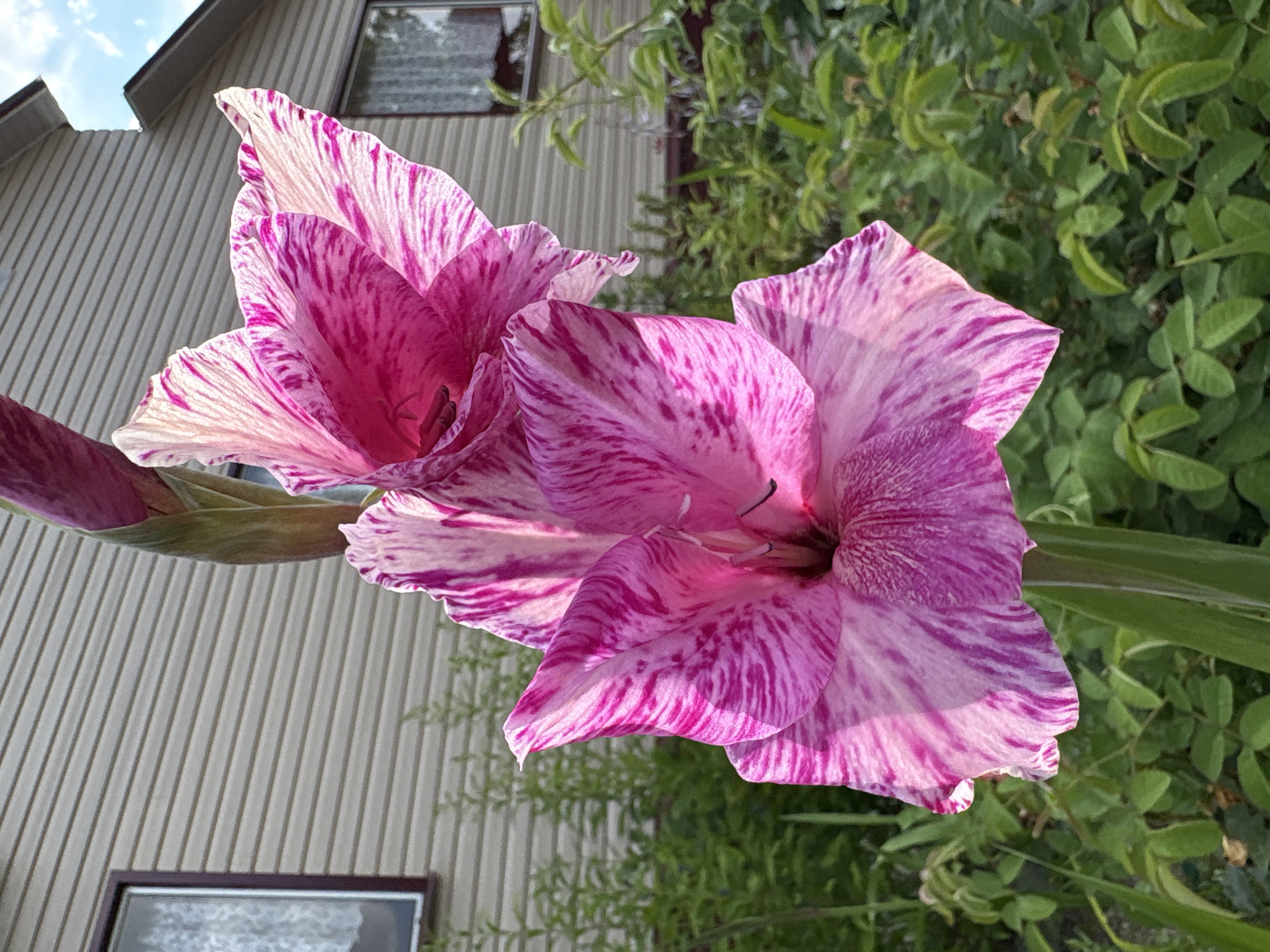 A close-up, outdoor, eye-level shot features two pink and white gladiolus flowers in bloom. The flowers are positioned towards the left side of the frame. The larger, lower flower is fully open, with its petals fanning outwards, displaying streaks of vibrant pink on a white background. A darker pink bud is visible above it, still closed. The flowers are set against a blurred background of green foliage. Behind the plants, a neutral-colored house with horizontal siding and a dark-framed window is visible. The sky, visible in the upper right corner, is partly cloudy and blue. The scene appears to be set in a residential area in Ветлужский, Russia.