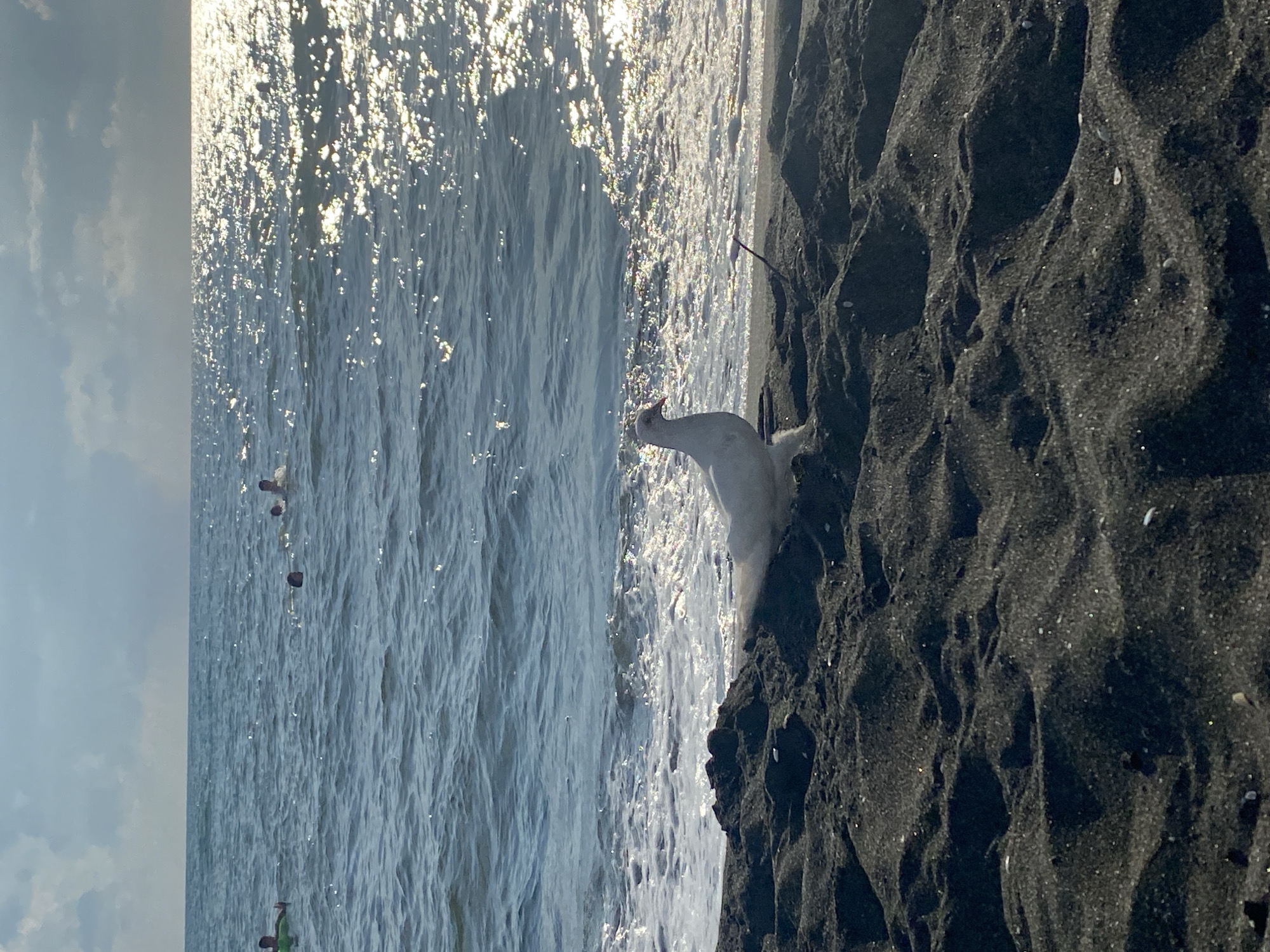 The image depicts a serene scene on the black sand beach of Ureki, Georgia. In the foreground, a white dove stands on the dark, textured sand, its head turned slightly to the right. Behind the dove, the gentle waves of the Black Sea lap at the shore, creating a foamy white line. Further out in the water, several people are visible, some swimming and others relaxing in the water. The sun glints off the surface of the sea, creating a dazzling, shimmering effect. The sky above is partly cloudy, with the sun peeking through the clouds, casting a warm glow on the scene. The overall impression is one of peace and tranquility, with the natural beauty of the Georgian coastline on full display.