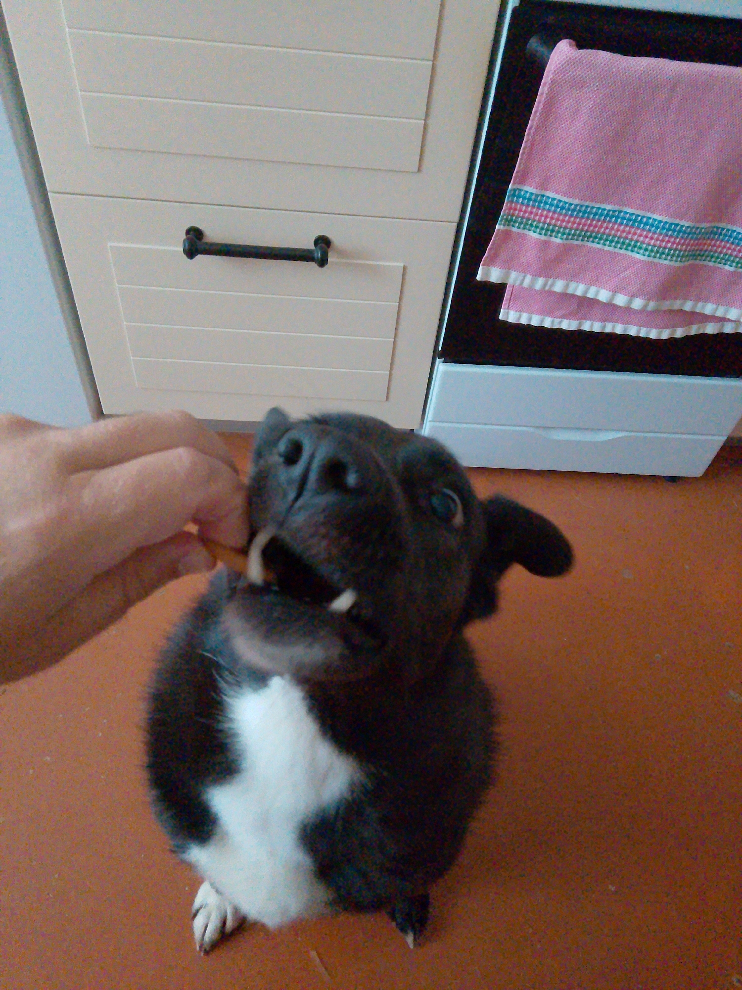 A black and white dog sits on an orange-brown floor and looks up with an open mouth, exposing its teeth. A hand holds a light brown treat near the dog's mouth. Behind the dog are white cabinets with a black handle on one drawer and an oven with a pink towel hanging over its door. The image was likely taken indoors. There is no evidence to support that the location is in the city of Фоки, Russia.