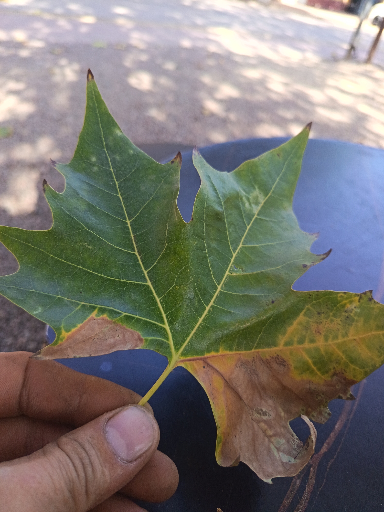 A person's hand holds a large, green and brown sycamore leaf, showing signs of decay. The leaf has several pointed lobes and visible veins. The background is blurred, suggesting an outdoor setting, possibly in Angren, Uzbekistan, with dappled sunlight on a paved surface. The person's fingers are visible, gripping the leaf's stem and part of its surface.