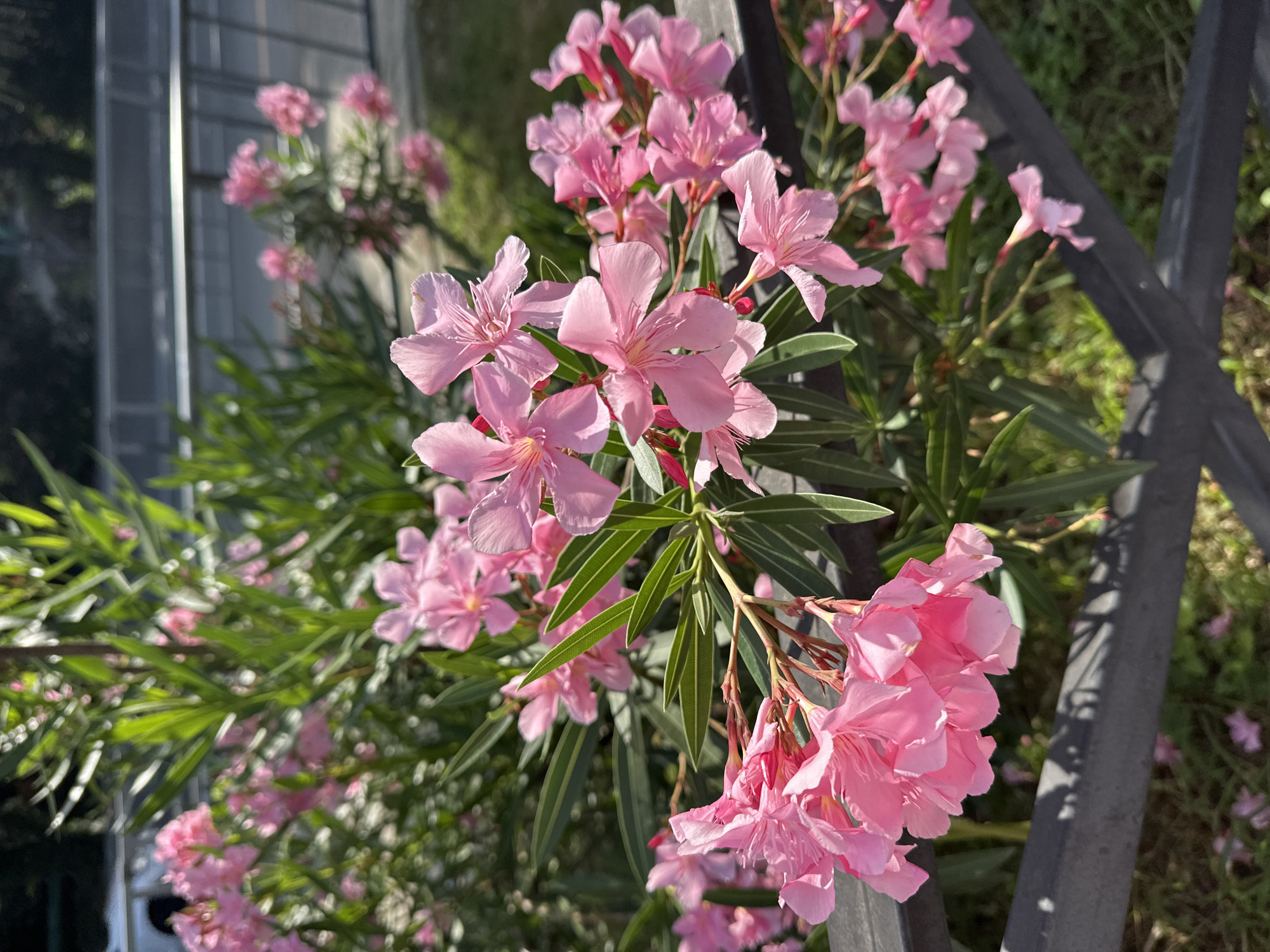 The image shows a close-up of vibrant pink oleander flowers in bloom, with blurred green foliage forming the background. The flowers are delicate with five petals and a ruffled texture, and they are clustered together on thin stems. The lighting suggests it is daytime, with sunlight illuminating the flowers and casting shadows. In the lower part of the image, a dark metal fence runs horizontally, partially obscuring the ground below, which appears to be covered in grass and fallen petals. In the upper background, a grey railing and a road or path can be seen, hinting at an outdoor urban or park setting.
This scene could be located in Sochi, Russia, a city known for its subtropical climate and lush vegetation, which supports the blooming of flowers like oleander. Such a picturesque display of flowers would be common in Sochi's many parks, gardens, or along its boulevards, especially during the warmer months.