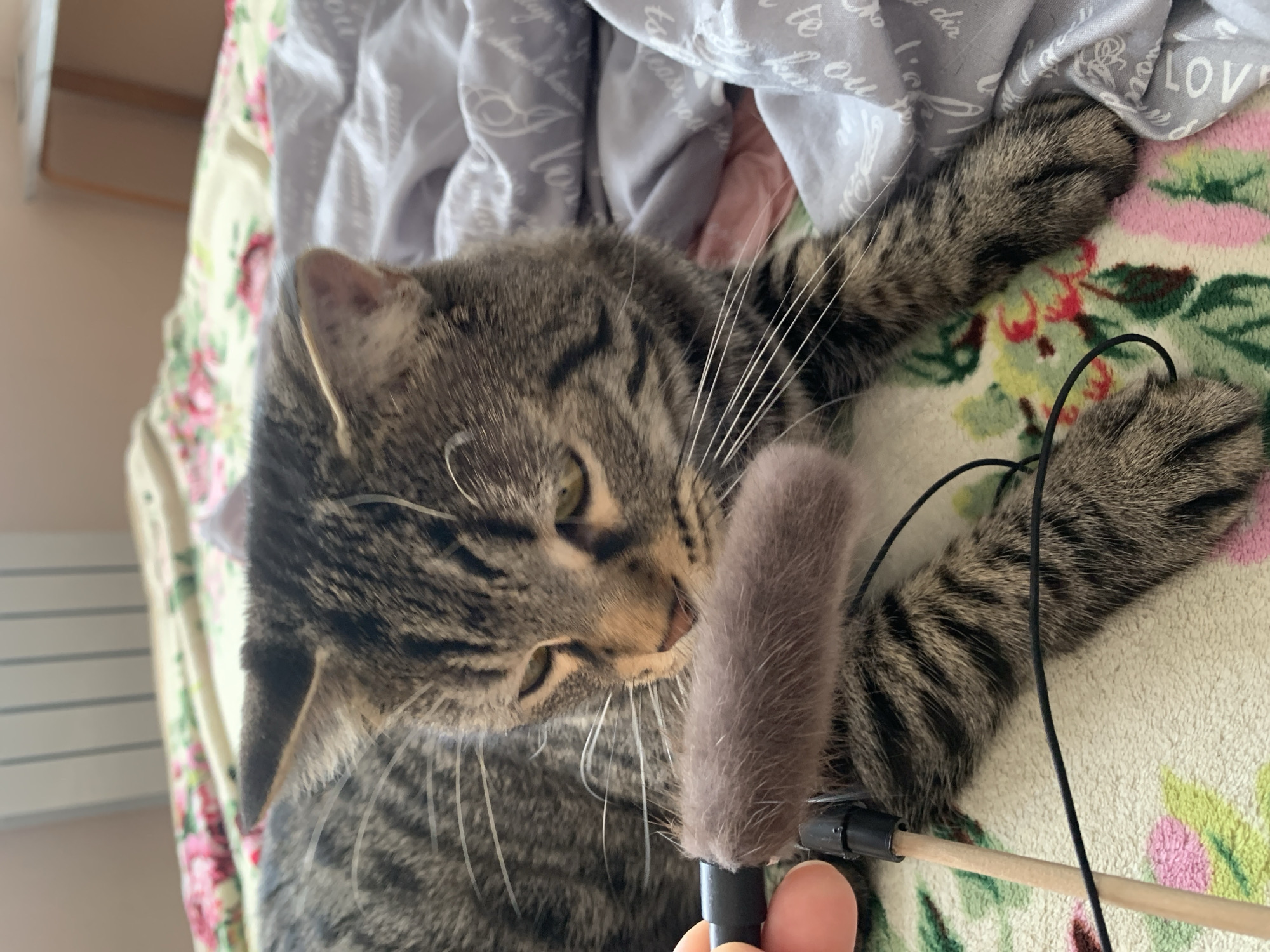 A grey tabby cat is playing with a cat toy that has a fur attachment. The toy is held by a hand. The cat is lying on a bed with floral patterned bedding and a grey patterned blanket. The location is Stavropol, Russia.