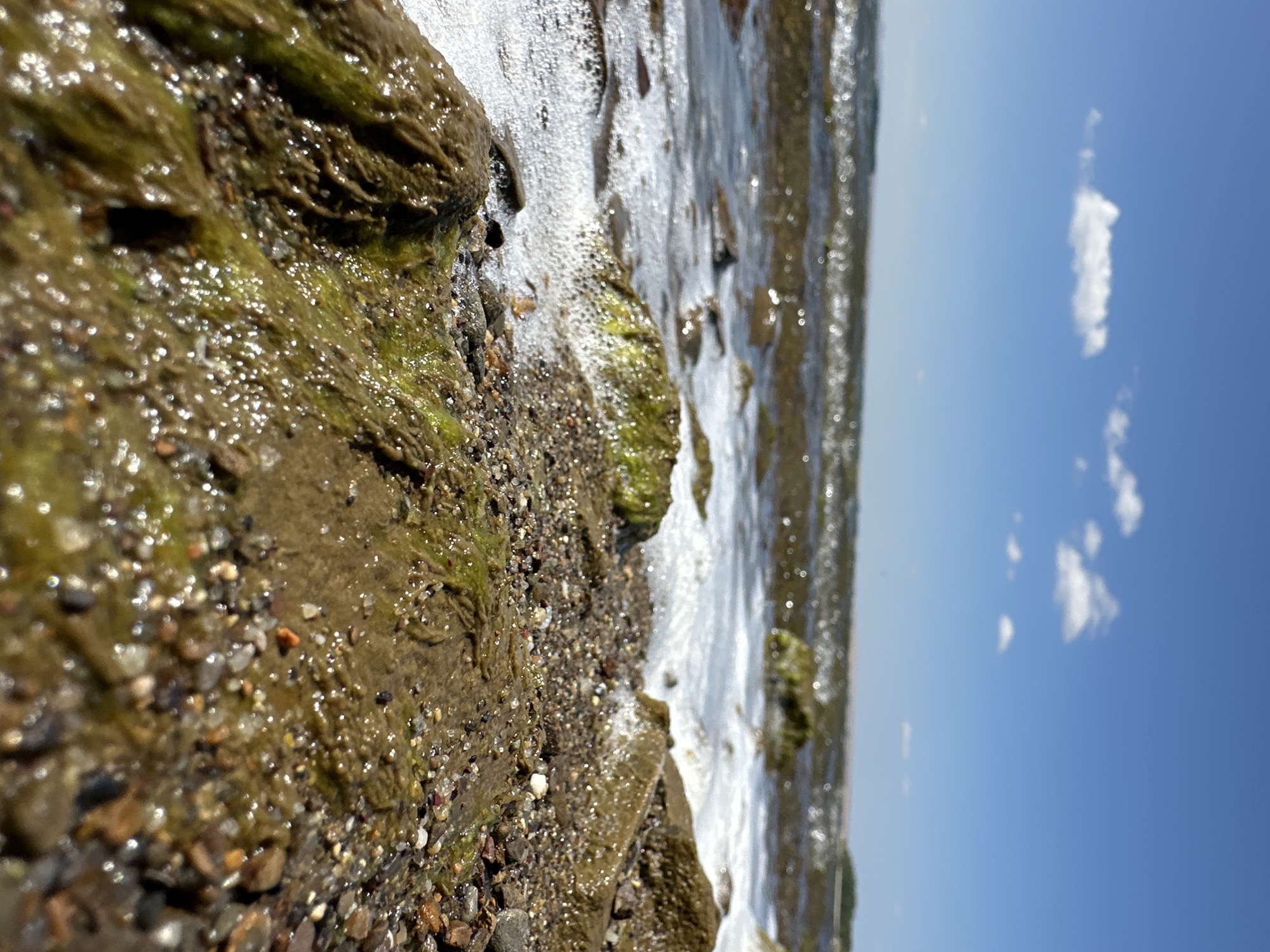 This is a low-angle close-up shot of a rocky shoreline on a sunny day. In the foreground, wet, brown rocks are covered in patches of green algae, and small pebbles are scattered across the ground. White foam from receding waves washes over the rocks. In the middle ground, the water is choppy with visible whitecaps and sunlight glinting off the surface. In the background, the water stretches to the horizon, meeting a clear blue sky with a few small, white clouds. The scene depicts a natural outdoor environment, likely a lake or sea, under bright daylight. The location is specified as Gornyi Erik, Russia.