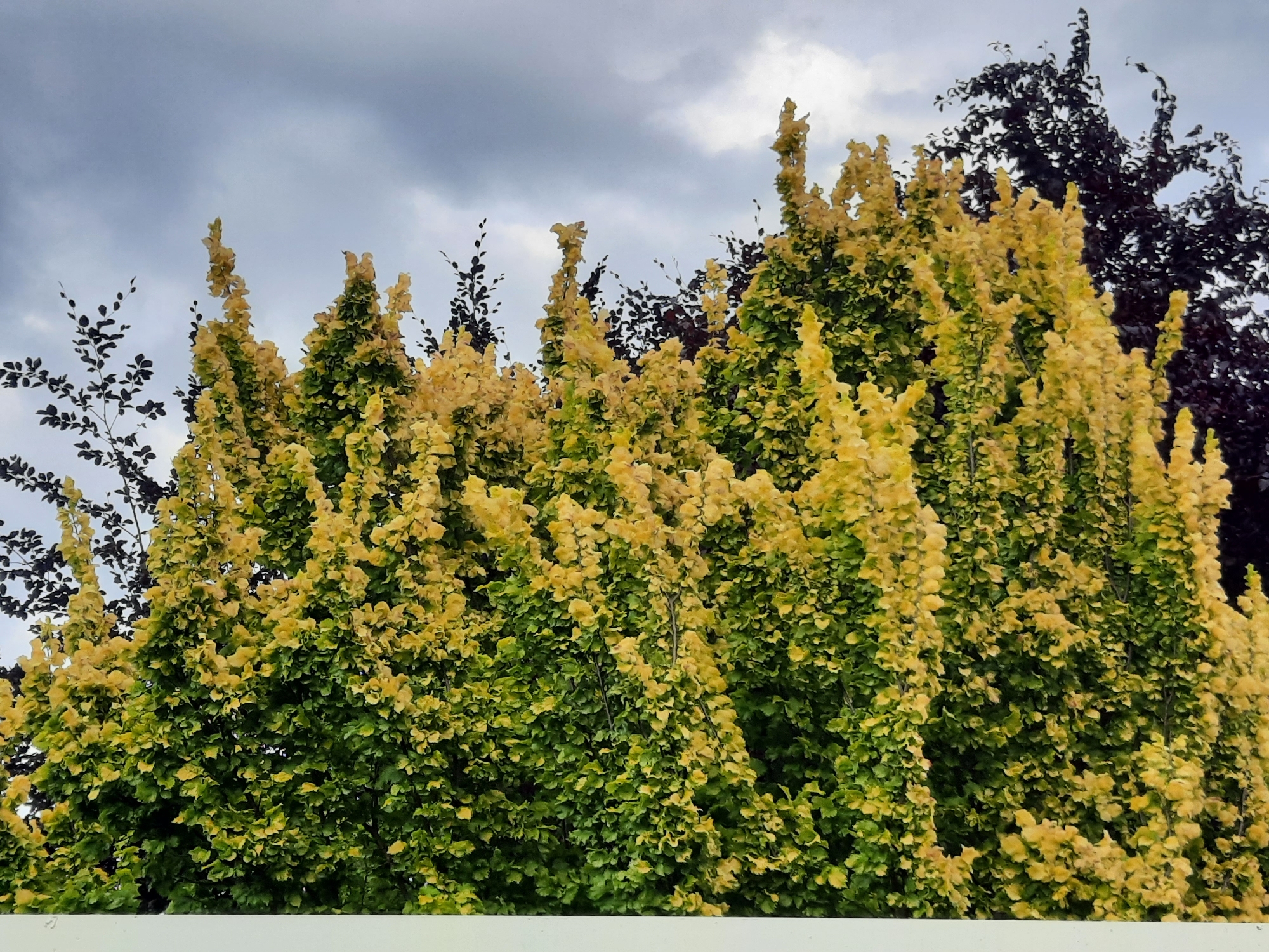 This is a medium-shot, eye-level, outdoor photograph taken on an overcast day. The image depicts the tops of several trees, with a dominant tree in the foreground featuring variegated foliage, a mix of vibrant green and yellow leaves. The yellow coloration is more pronounced on the upper portions of this tree, creating a cascading effect. Behind this tree, to the left and right, are darker trees with deep purple or dark green leaves, providing a stark contrast. The background consists of a cloudy sky, with various shades of gray clouds indicating an overcast or approaching storm. The lower portion of the image is partially obscured by a white horizontal element, likely a fence or railing, that is out of focus. The scene appears to be a garden or park setting within the city of Rosenheim, Germany, judging by the flora and typical garden design. No people or animals are visible.