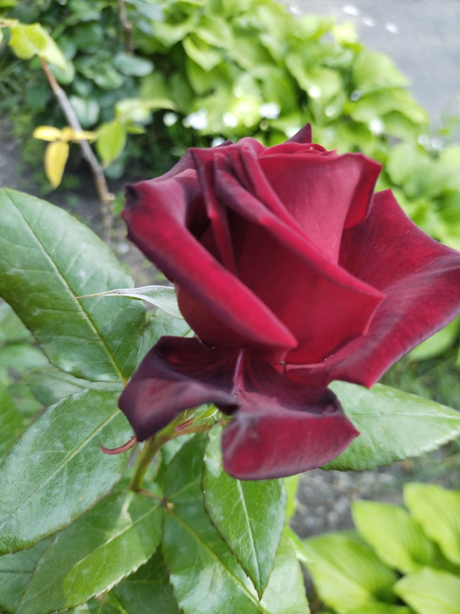 Memory