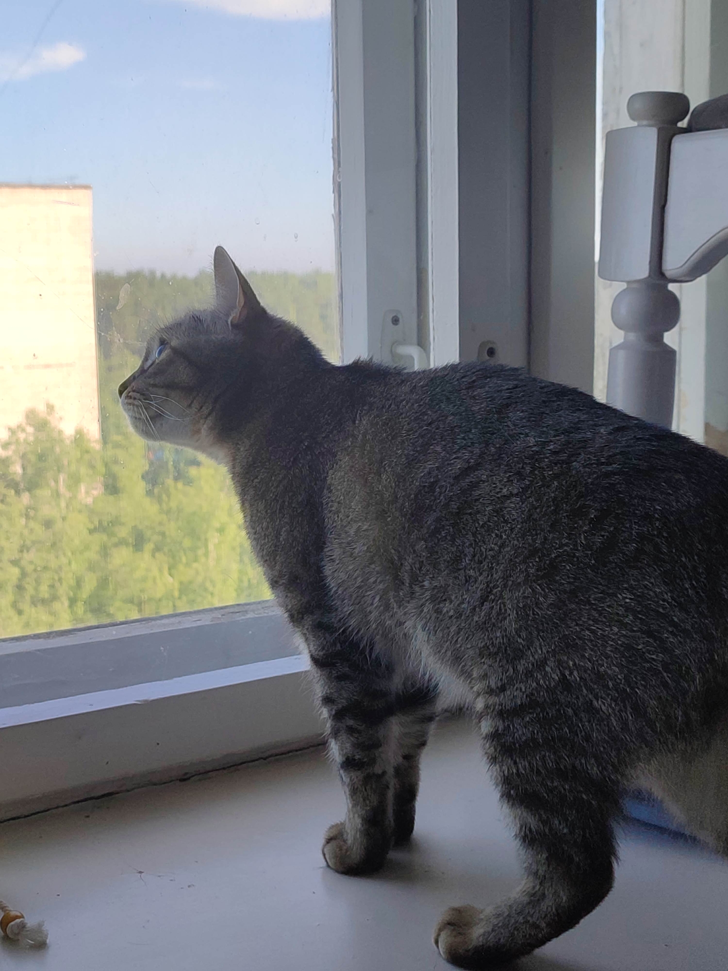 A tabby cat stands on a white window sill, looking intently out a window. The cat, seen in profile facing left, has grey and brown striped fur and visible whiskers. Its bright blue eyes are focused on the outdoor view.
Outside the window, a clear, bright blue sky with faint white clouds stretches above a dense green landscape of trees and foliage. A light-colored building is partially visible in the upper left background, suggesting an urban or suburban environment. The window glass shows some minor smudges and reflections.
The white window sill beneath the cat appears slightly dusty or marked. To the far left on the sill, a small, light-colored cat toy with a fluffy, worn end is visible. To the right of the cat, a part of a white piece of furniture with decorative turned wood, possibly a chair leg or bedpost, is in view.
The scene is brightly lit by natural daylight, indicating it is daytime, likely a sunny morning or afternoon. The cat appears observant and curious as it gazes outdoors. There is no visible text in the image.