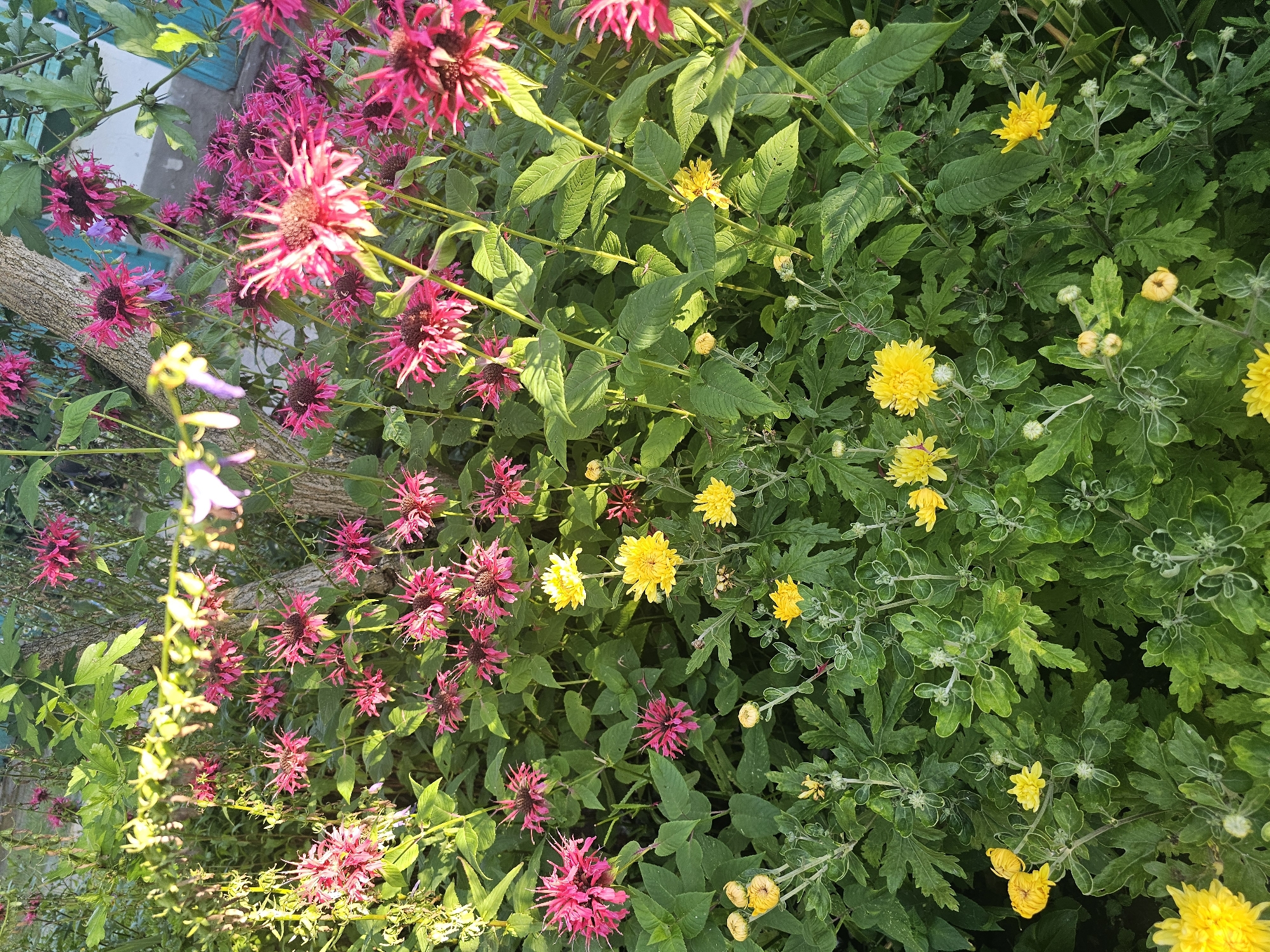 This is a high-angle, close-up, eye-level, exterior, natural light, outdoor shot of a garden in Skadovsk, Ukraine. The garden is filled with a variety of blooming flowers, primarily pink bee balm and yellow chrysanthemums. The bee balm flowers are spiky and have a deep magenta hue, while the chrysanthemums are smaller, rounder, and a bright yellow. They are nestled amongst lush green foliage. A tree trunk, rough and textured, is visible in the upper center of the frame. The background is a blur of green leaves and hints of blue from what appears to be a fence or structure. The lighting suggests it is daytime, with sunlight illuminating the flowers and casting shadows. There are no people or animals visible in the image.