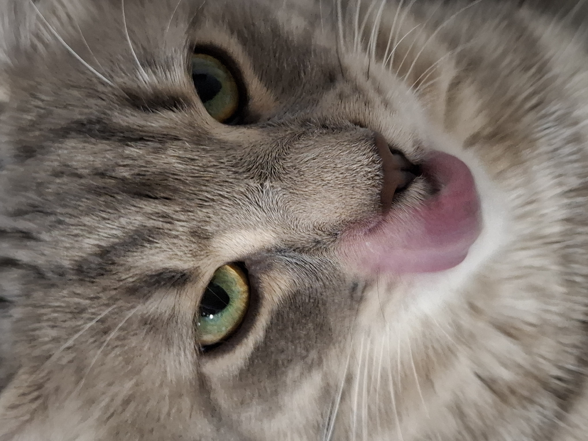 A close-up, high-resolution portrait captures the head of a domestic cat, angled diagonally across the frame. The cat has striking green eyes with hints of yellow and dark pupils. Its fur is a mix of grey, white, and brown tones, displaying subtle tabby markings, especially around the eyes and nose. The texture of the fur is clearly visible, with individual hairs and whiskers adding depth to the image.
The cat is caught in the act of licking, with its pink tongue extended and touching its nose, which is a dark, wet-looking brown. The area around the tongue and nose shows a pinkish skin tone beneath the fur. The angle of the shot emphasizes the cat's face, with one eye in the lower left portion of the image and the other partially visible in the upper right. White whiskers radiate outwards from the muzzle area. The background is out of focus, highlighting the intricate details of the cat's features. No text is visible in the image.
