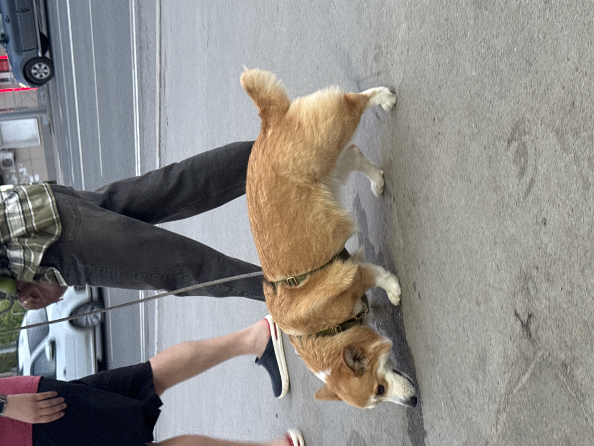 A medium-shot captures a person walking a Corgi on a leash on a paved surface. The Corgi is predominantly tan and white. The person is wearing black jeans, a plaid shirt, a pink shirt, and a black and blue shoe with a red stripe. The dog is wearing a green harness. The background features a street with cars parked on the side. The scene is in Perm, Russia.