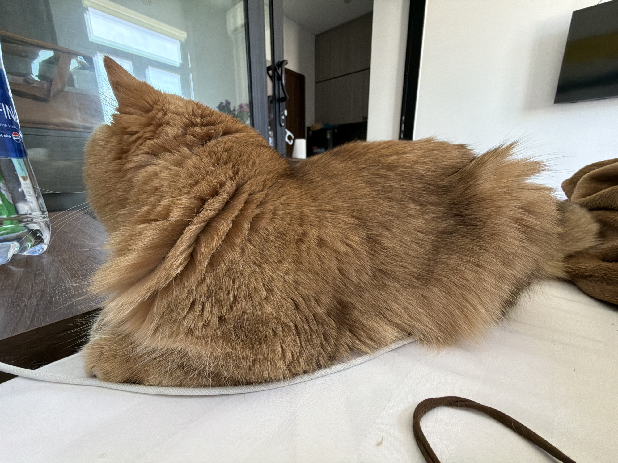 An orange tabby cat is lying on a white surface, partially obscuring a white cord. The cat's fur is a warm, reddish-brown, and its body is relaxed, with its head turned away from the camera. In the background, a large glass door leads to an outdoor area. To the left of the cat, a clear plastic bottle with a blue label is visible, with its contents not clearly discernible. The overall environment suggests an indoor setting, possibly a living room or common area, with natural light filtering in from the glass door. The scene appears to be located in an urban residential area within the city of Da Nang, Vietnam, characterized by modern architecture and the presence of household items.