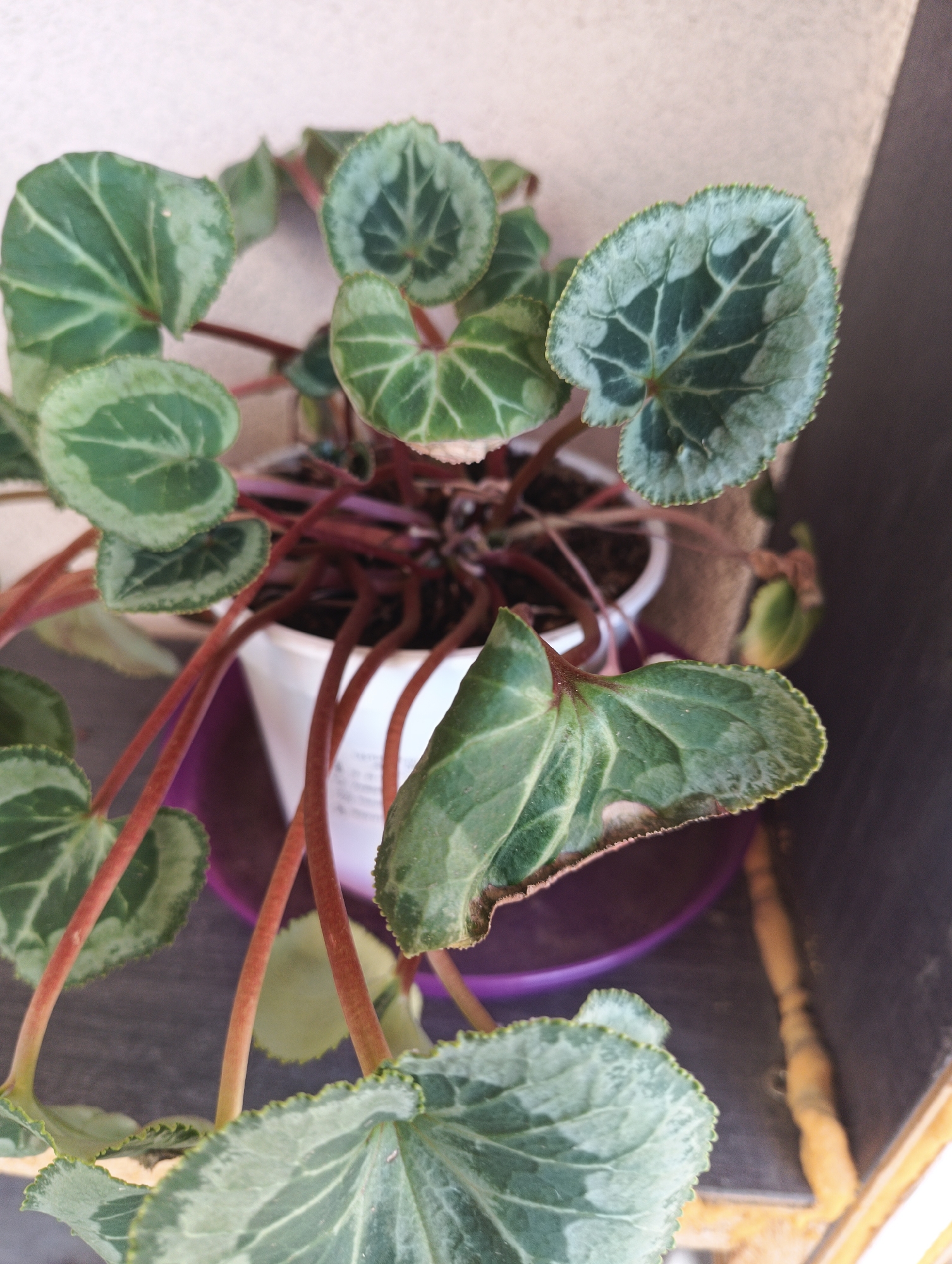A potted plant with heart-shaped, variegated green and silver leaves with serrated edges sits on a shelf. The leaves are supported by thin, reddish-brown stems. The plant is in a white plastic pot, which is placed inside a purple saucer. The background consists of a textured light-colored wall and a dark surface, possibly a shelf or a railing. The image appears to have been taken outdoors on a sunny day.