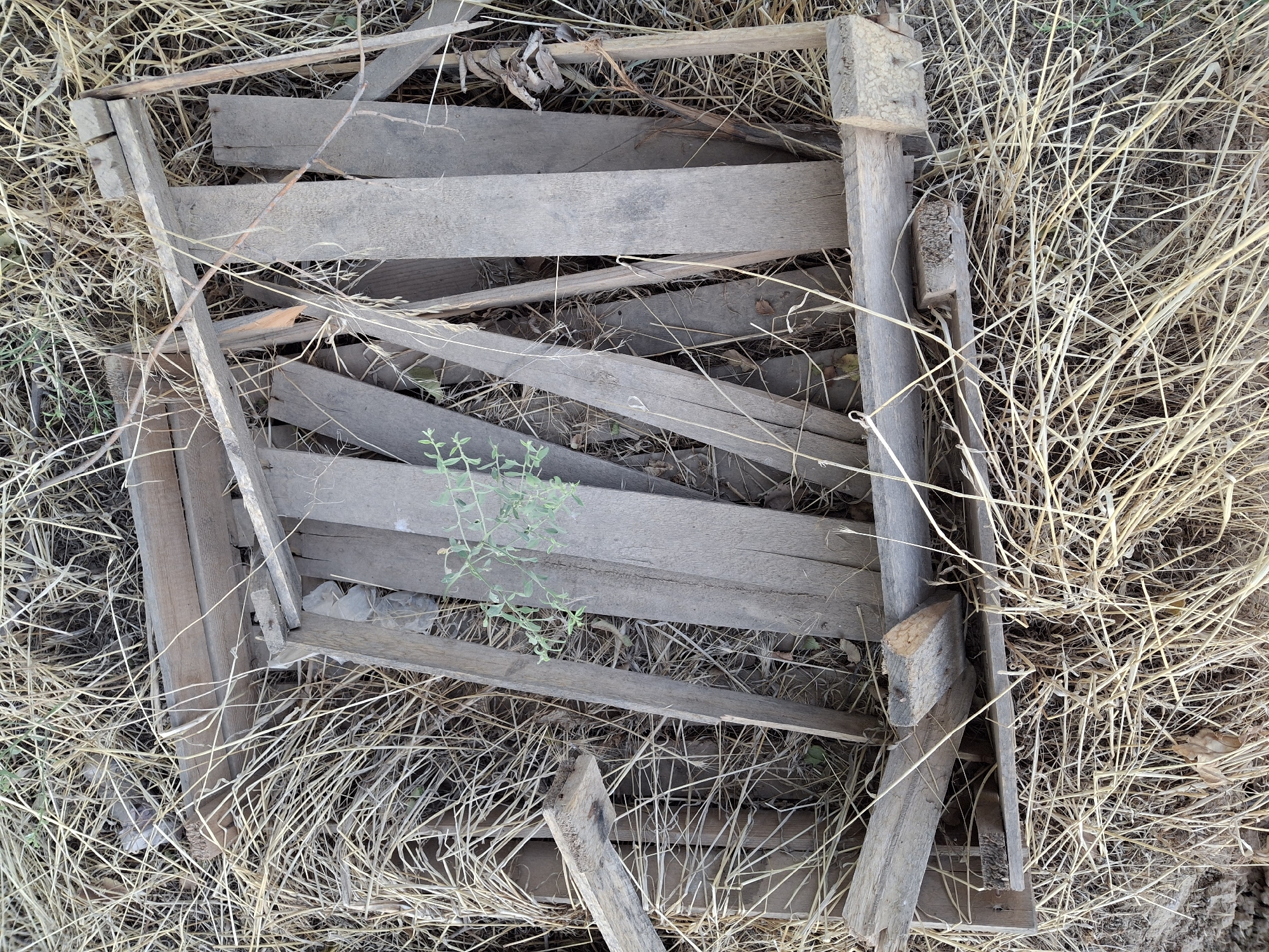 The image shows a damaged wooden pallet lying on dry grass in an outdoor environment. The pallet is made of weathered wooden planks and appears to be broken in several places, with some pieces askew. A small green plant is growing through the broken slats of the pallet. The surrounding area is covered with dry, straw-like vegetation. The scene suggests neglect or abandonment of the pallet. The location in Ko`kdala, Uzbekistan is an outdoor area consistent with a rural or semi-rural setting where such discarded items might be found. There are no people visible in the image.