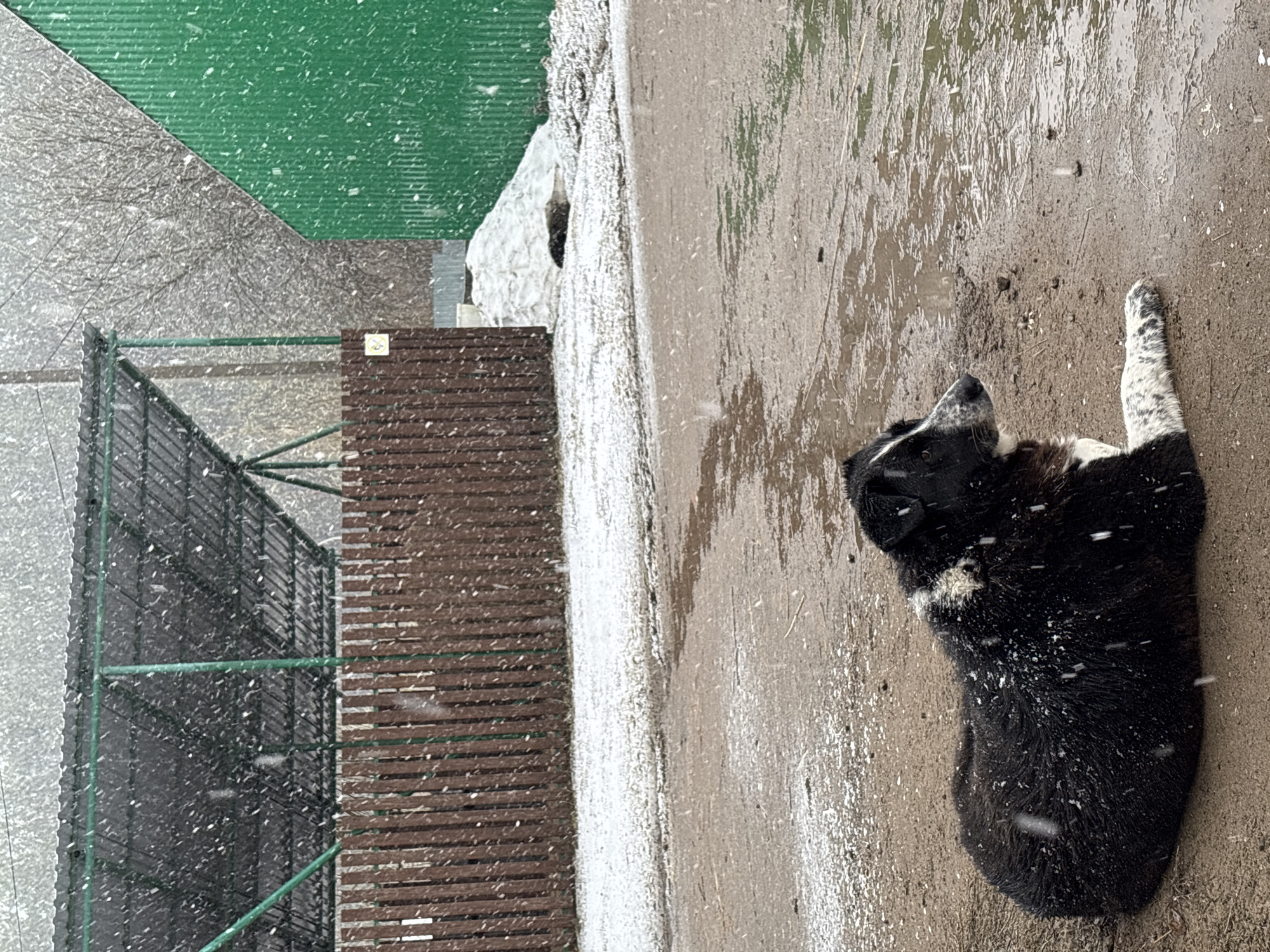 The image shows a black and white dog lying on a wet surface in what appears to be snowy conditions. The ground is light brown and damp. Snowflakes are visible throughout the scene. To the left of the dog is a gray concrete barrier and some metal scaffolding, alongside a brown horizontal-slat fence and a green corrugated metal roof. The location is identified as Русский Вожой, Russia.