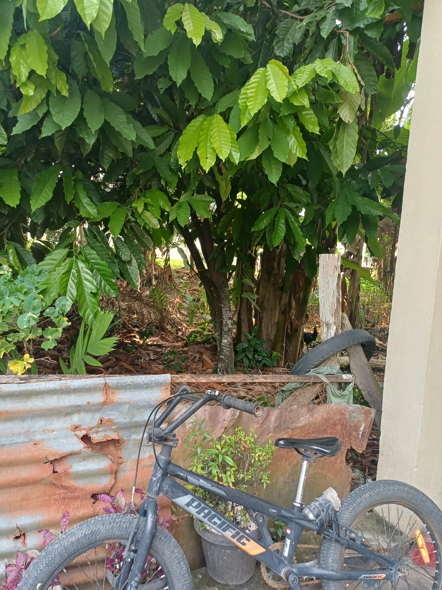 The image depicts an outdoor scene, likely in Dumai City, Indonesia, characterized by lush vegetation and a partially constructed or weathered outdoor area. In the foreground, a black BMX bicycle is the primary subject, leaning against a rusty corrugated metal sheet. The bicycle features a black frame with orange and white decals that read "PACIFIC". Its wheels have thick, knobby tires, and the handlebars are black. A small black pot with green plants sits near the rear wheel. Behind the bicycle, a light-colored wall is visible on the right side of the frame.
The background is dominated by a large tree with abundant green leaves, casting shadows and creating a natural, somewhat wild ambiance. Scattered on the ground are fallen leaves and dry twigs, suggesting a natural or semi-neglected environment. A weathered wooden post stands amidst the foliage, and a discarded tire is propped up against it. In the middle ground, a glimpse of more vegetation and possibly other structures can be seen. The overall impression is one of a utilitarian outdoor space integrated with a natural setting, possibly a backyard or a less developed area in the city.