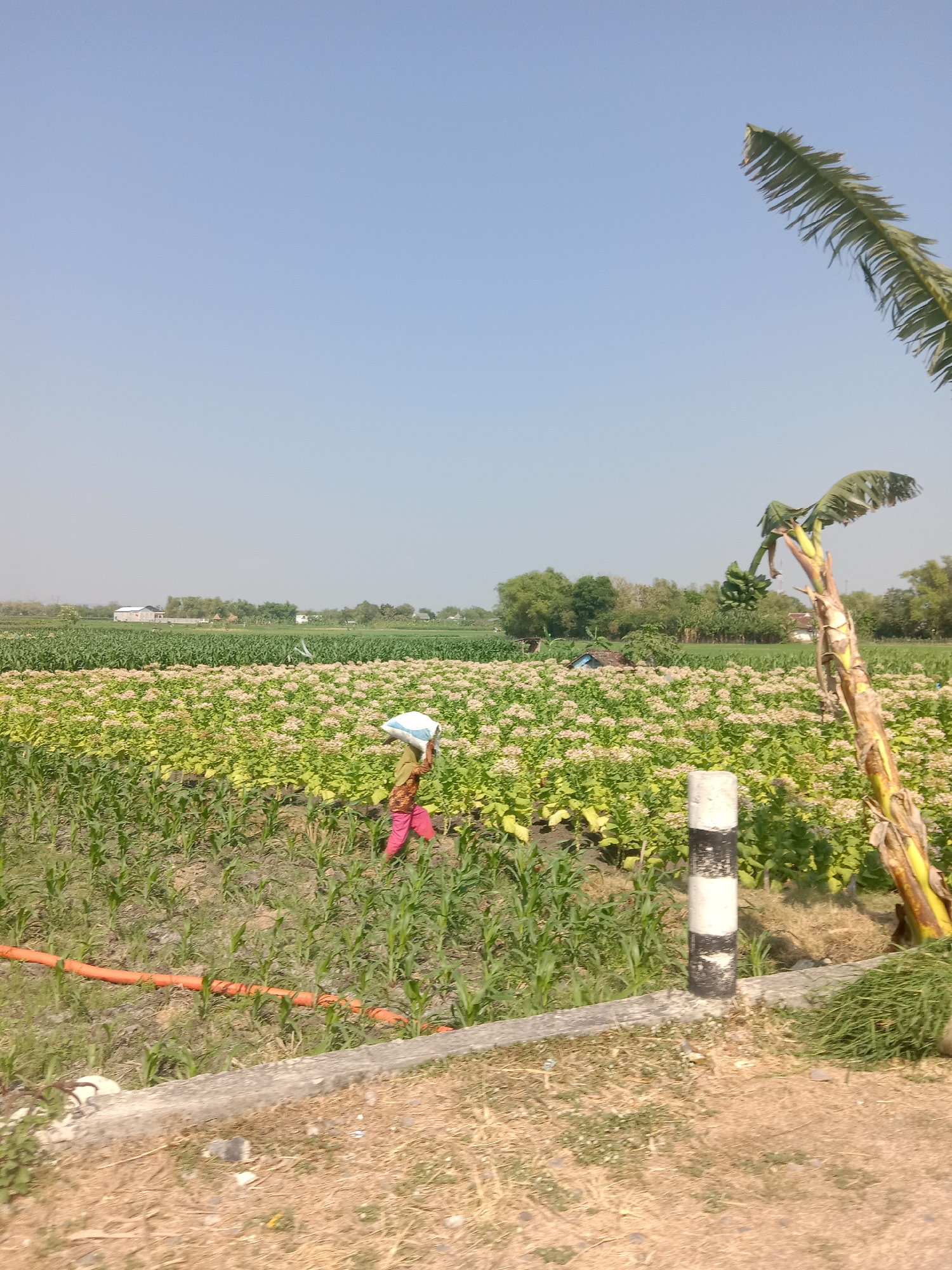 A low-angle, medium shot captures a rural landscape in Semen Kidul, Indonesia, under a clear, pale blue sky. The scene is dominated by agricultural fields with two distinct crops. In the foreground, rows of young corn plants stretch across the frame, bordered by dry, dusty ground and a concrete embankment. An orange pipe runs horizontally through the cornfield. To the right, a banana tree with a bunch of green bananas stands prominently, its trunk weathered and peeling. Behind the corn, a vast field of flowering plants, possibly tobacco, with small, delicate white flowers, extends into the mid-ground. A woman, wearing a headscarf and pink pants, walks through the flowering field, carrying a white sack on her head. In the distance, green trees form a natural backdrop, interspersed with a few small buildings with white roofs, suggesting a nearby village. A black and white striped pole stands on the right side of the frame, near the banana tree. The overall impression is one of agricultural activity in a sunny, rural environment.