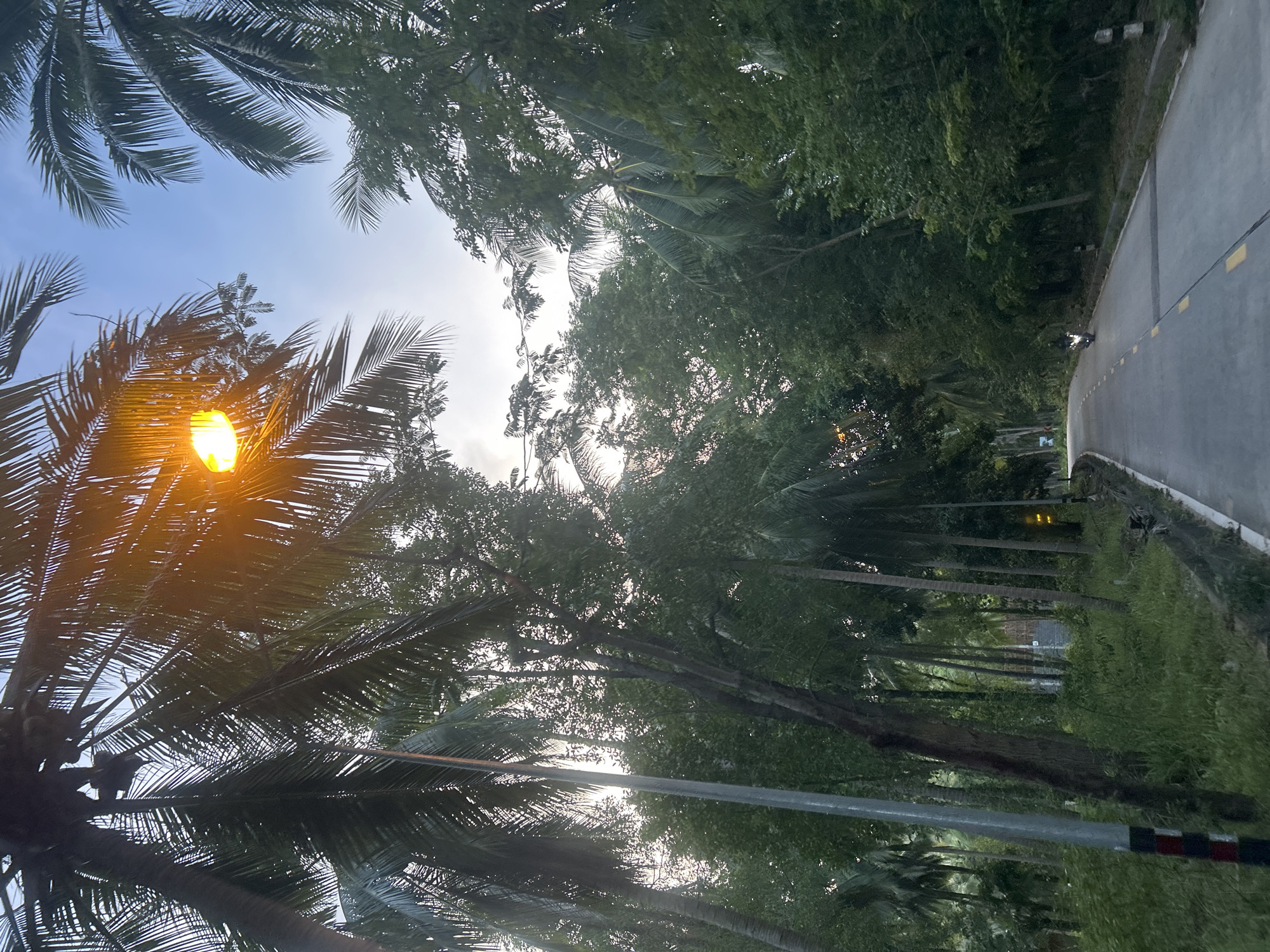 The image depicts a rural road in the Ko Pha-ngan District, Thailand, lined with dense tropical vegetation and numerous coconut palm trees. The road curves gently to the left, with a single lane in each direction marked by yellow lines. A small motorcycle is visible in the distance, traveling away from the camera. A street light with a bright orange glow is illuminated overhead, casting a warm light through the palm fronds. The sky is a pale blue, suggesting either early morning or late evening. The overall impression is one of a tranquil, tropical setting.