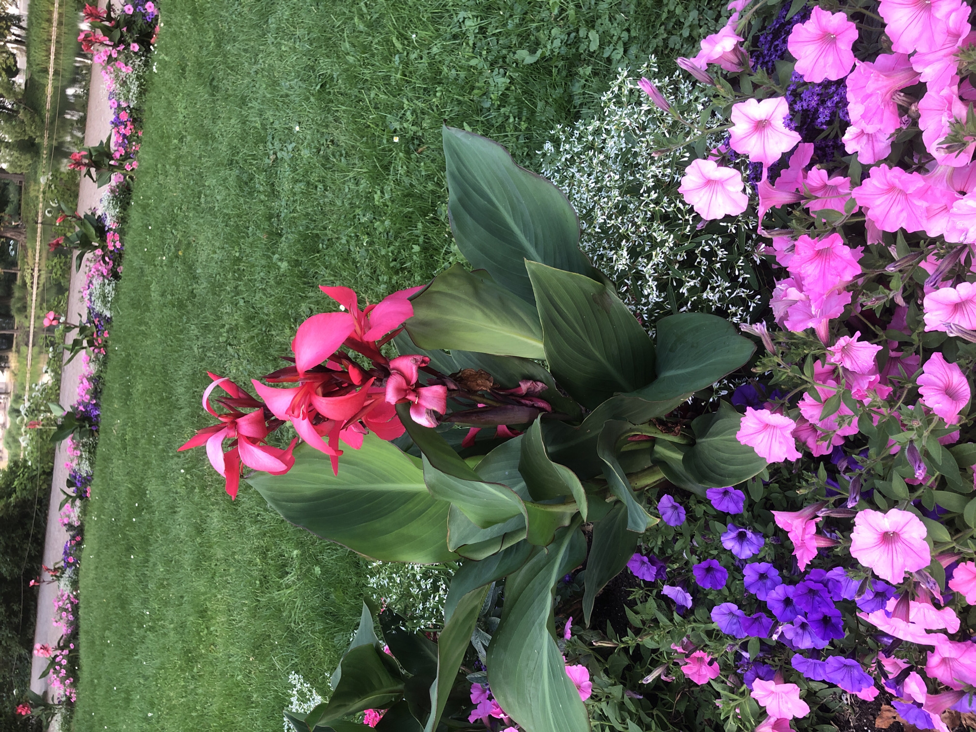 This is a medium-angle, eye-level, outdoor, daylight shot of a floral garden bed in Warsaw, Poland. The foreground is dominated by a large canna lily plant with vibrant red-pink flowers and broad, deep green leaves. Surrounding the canna lily are smaller flowering plants, primarily petunias in shades of bright pink and deep purple. A section of fine white flowers, possibly baby's breath, is also visible to the right of the canna lily. The background features a lush, green lawn with a path lined with more pink and purple flowers, and a body of water. The overall impression is one of a well-maintained, colorful garden.