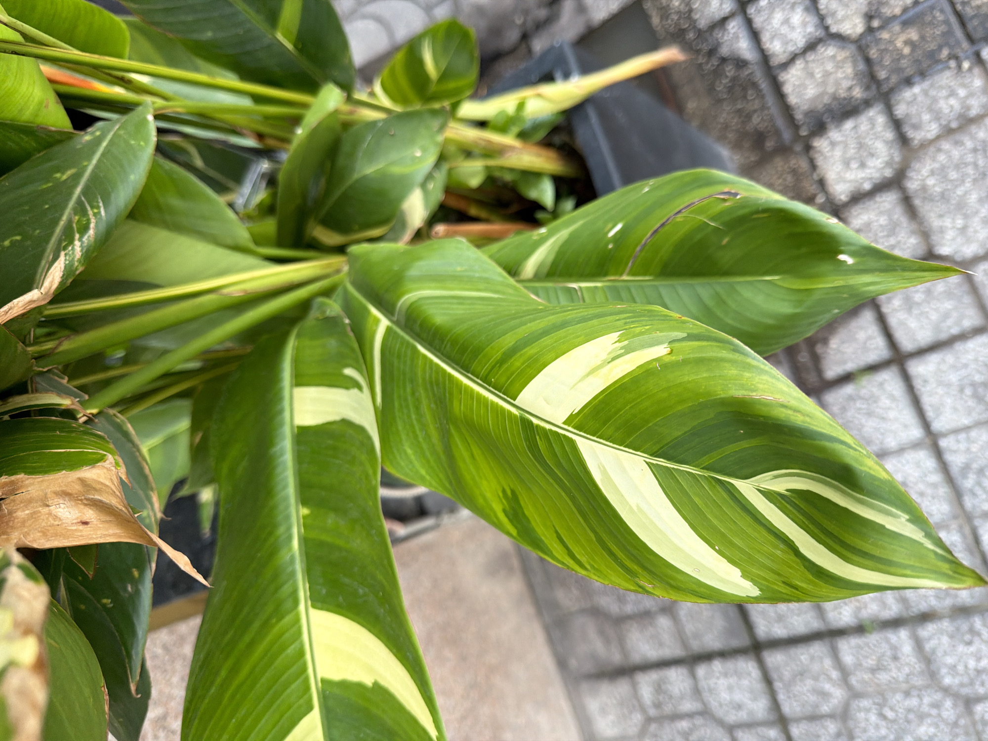 A close-up shot captures the lush green leaves of a plant, possibly a Calathea or a similar variegated tropical plant, with streaks of creamy yellow. The leaves are broad and lance-shaped, with prominent veins. One leaf in the foreground is sharply focused, showcasing its vibrant green and yellow variegation. In the background, other leaves and stalks of the plant are visible, some showing signs of browning or damage. The plant is potted in a dark gray planter, which is partially visible at the bottom right of the frame. The planter sits on a paved surface composed of light gray interlocking square tiles with darker grout lines. The texture of the paving suggests an outdoor setting, possibly a courtyard or walkway. The lighting indicates it's daytime, with natural light illuminating the scene. The specific location in Nha Trang Ward, Vietnam cannot be determined from the visual information provided.