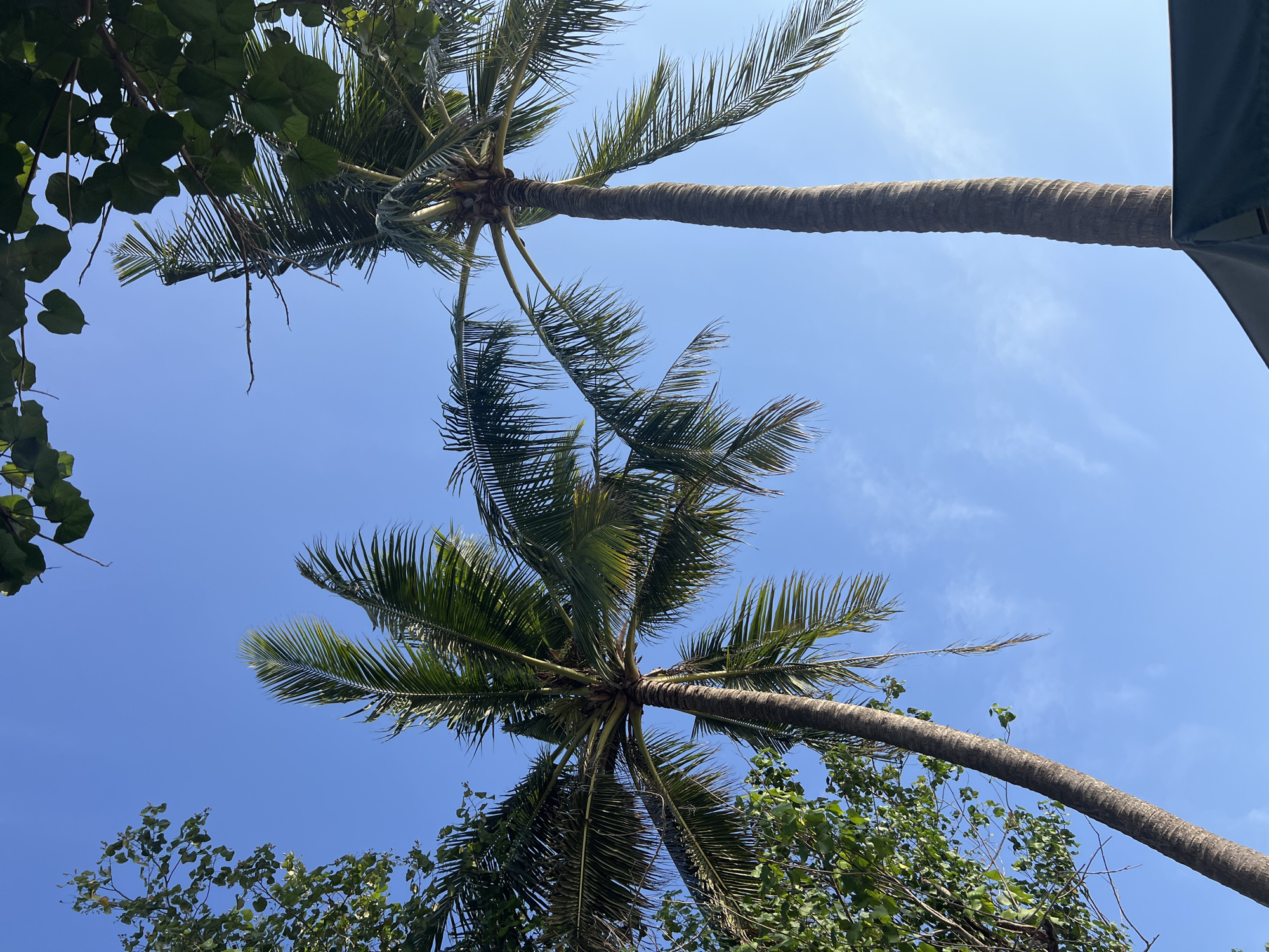 Two tall palm trees with green fronds extend upwards against a clear, light blue sky. The trunk of the right palm tree is thick and textured with horizontal ridges. The fronds of both trees are spread out, with some appearing wilted or dry. To the left of the palm trees, another tree with smaller green leaves is visible. A dark green tarp or umbrella is visible at the bottom right of the frame. The image appears to be taken from a low angle, looking up at the trees. There are no people or animals visible. The scene is likely outdoors in a tropical or subtropical environment.