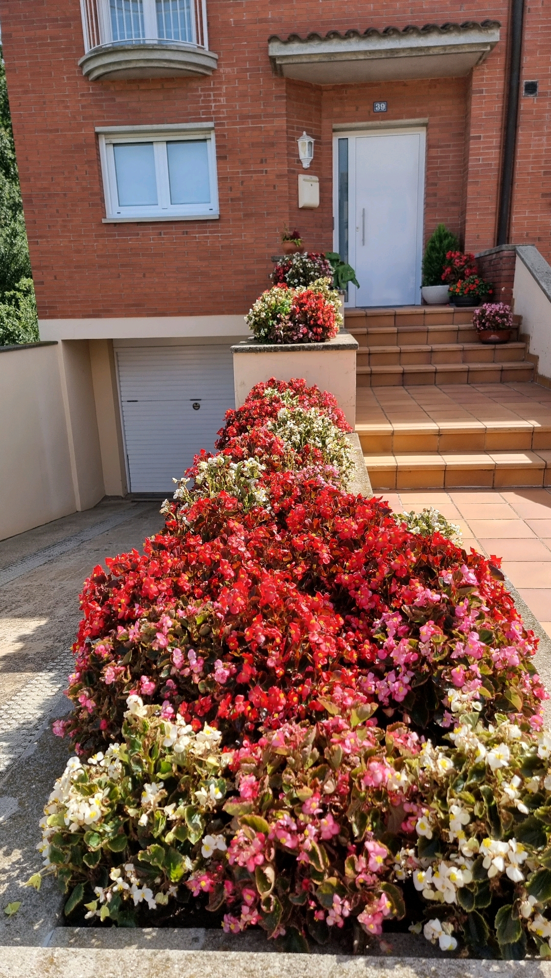 The image depicts the front exterior of a two-story red brick house, likely located in the city of Castellfollit De La Roca, Spain. A white garage door is visible on the ground level, situated below a beige-colored section of the house. Above the garage, a beige-colored balcony with a white railing is present. The house features a prominent white front door with a silver handle, numbered "39" above it. To the right of the entrance, a set of light brown tiled stairs leads up to the door. Several potted plants are placed on the stairs and near the entrance, including a small green conical shrub. The foreground is dominated by a large, vibrant flower bed overflowing with numerous begonia plants in shades of red, pink, and white. These flowers are densely packed and create a colorful, abundant display. The ground surrounding the flower bed appears to be paved with concrete. The overall scene conveys a well-maintained and aesthetically pleasing residential facade.
