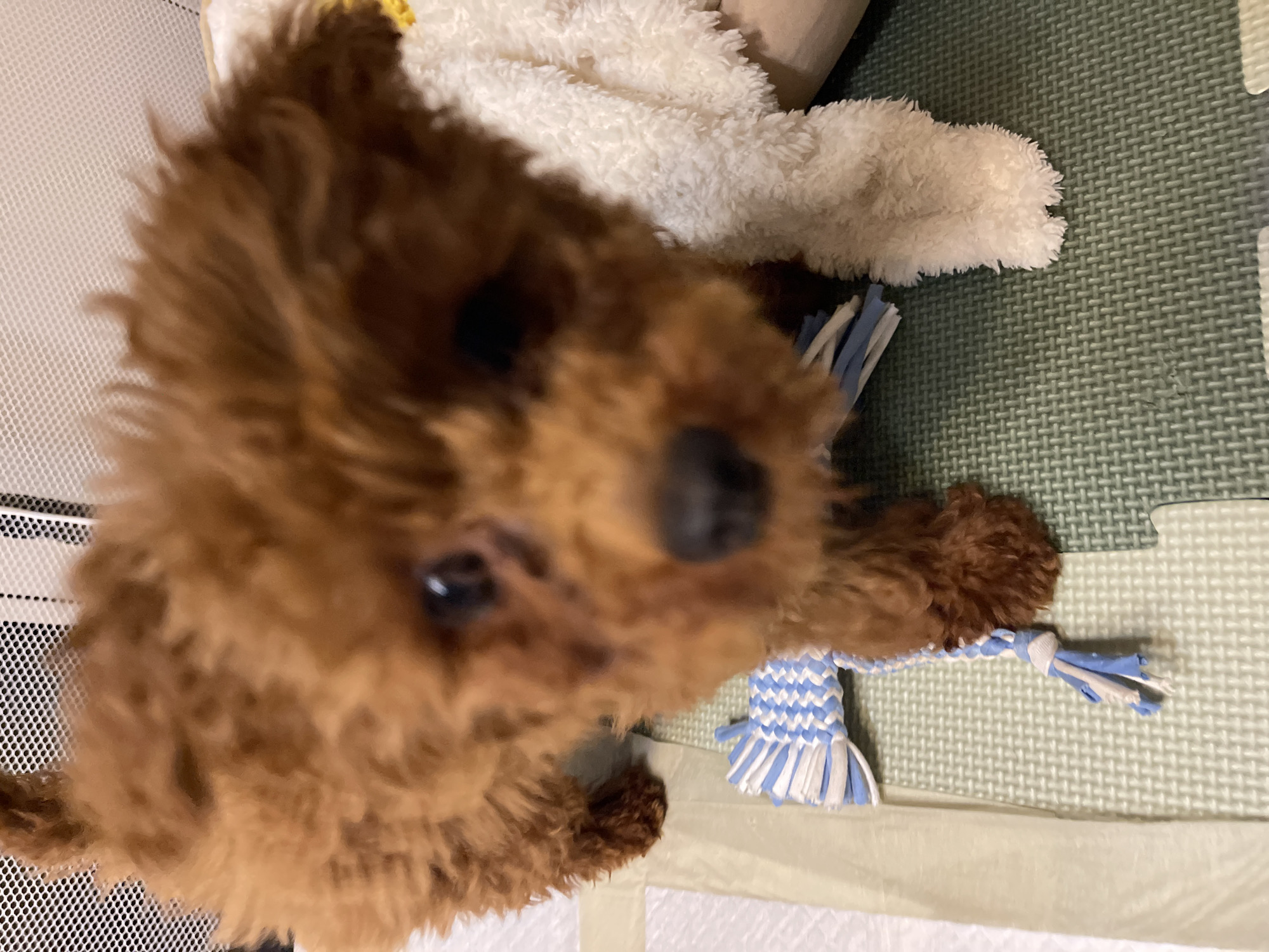 A close-up, slightly blurry photo shows a brown poodle dog indoors. The dog is positioned in the foreground and is in focus, while the background elements are slightly out of focus. Behind the dog is a white, fluffy object and a blue and white rope toy. The dog is standing on a light green, patterned mat, suggesting a play area or a pet's living space. A white mesh panel is visible on the left side of the image. The scene does not provide any information that would allow for identification of Sofia, Bulgaria.