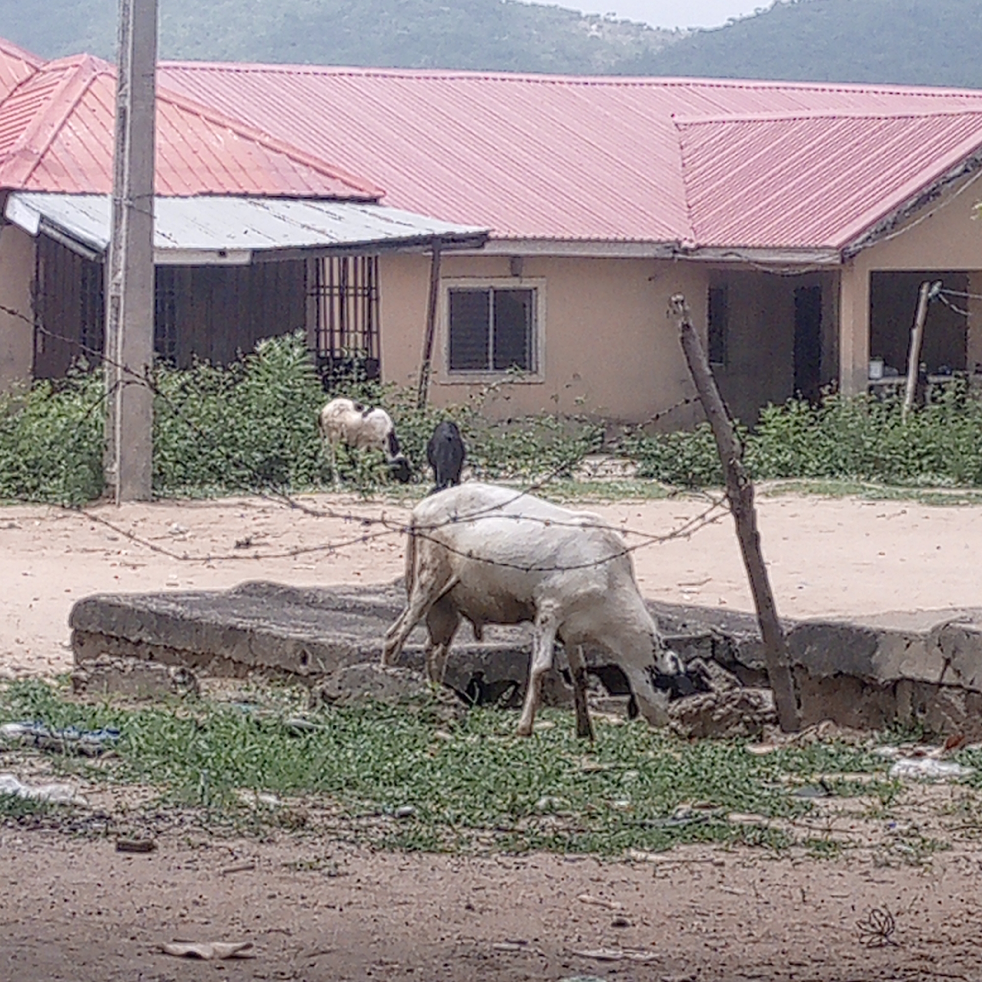 The scene depicts a dusty road in Adankolo, Nigeria, with buildings in the background featuring red and gray corrugated metal roofs. In the foreground, a light-colored goat grazes near a concrete structure, likely a curb or drainage feature. Barbed wire is visible, suggesting an attempt at fencing. In the background, another goat is partially obscured by vegetation. Litter is scattered on the ground. A utility pole is visible on the left. In the distance, a hill or mountain range is visible under an overcast sky.