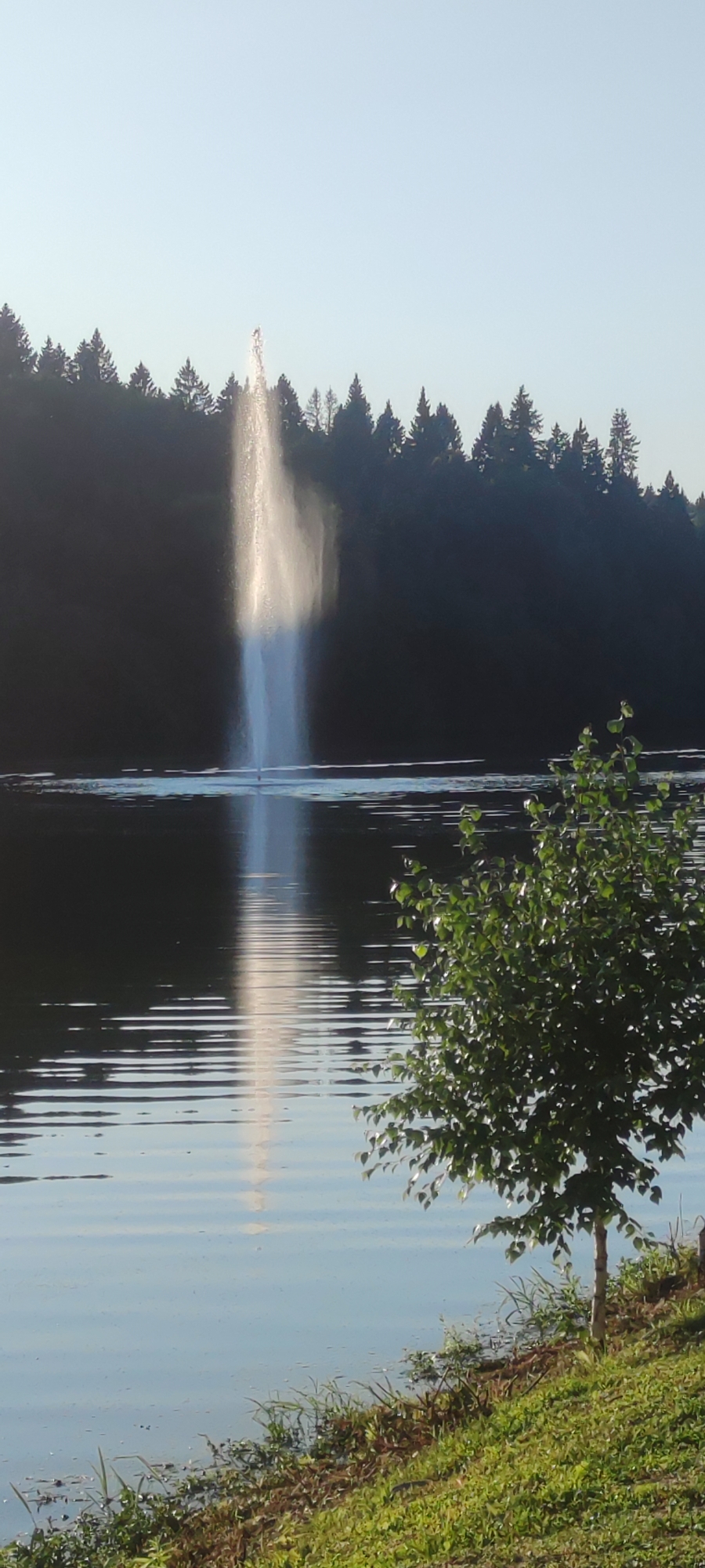 The image shows a tall water fountain in a lake, with a dark treeline in the background under a clear sky. A small tree with green leaves is visible in the foreground on the right side, and a grassy bank slopes down to the water. The water is calm with ripples reflecting the fountain. The overall scene is peaceful and natural. The location is identified as the city of Rosinka, Russia.