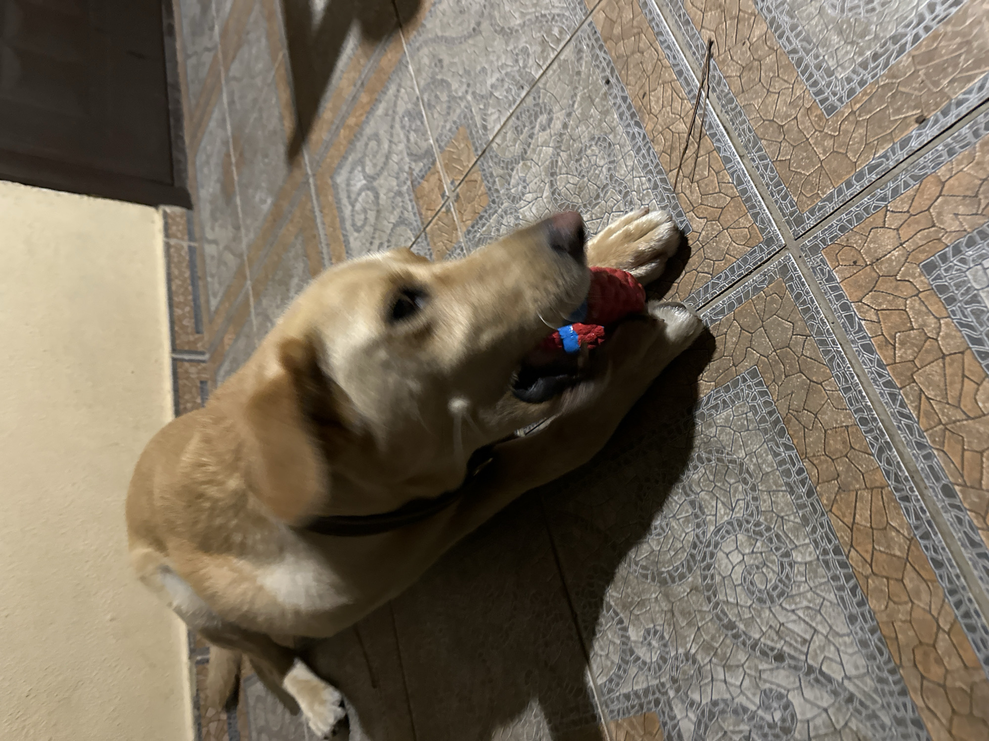 A light-colored dog is lying on a tiled floor, chewing on a red and blue toy. The dog is facing right, with its head lowered towards the toy. Its body is elongated, and its paws are splayed out on the floor. The floor is covered in square tiles of varying brown and gray tones, arranged in a grid pattern. A light-colored wall is visible in the background, with some shadow cast on it. A dark doorway or cabinet is also visible in the upper right corner. The scene appears to be indoors, likely in a residential setting. No specific landmarks or features identify the location as Sochi, Russia.