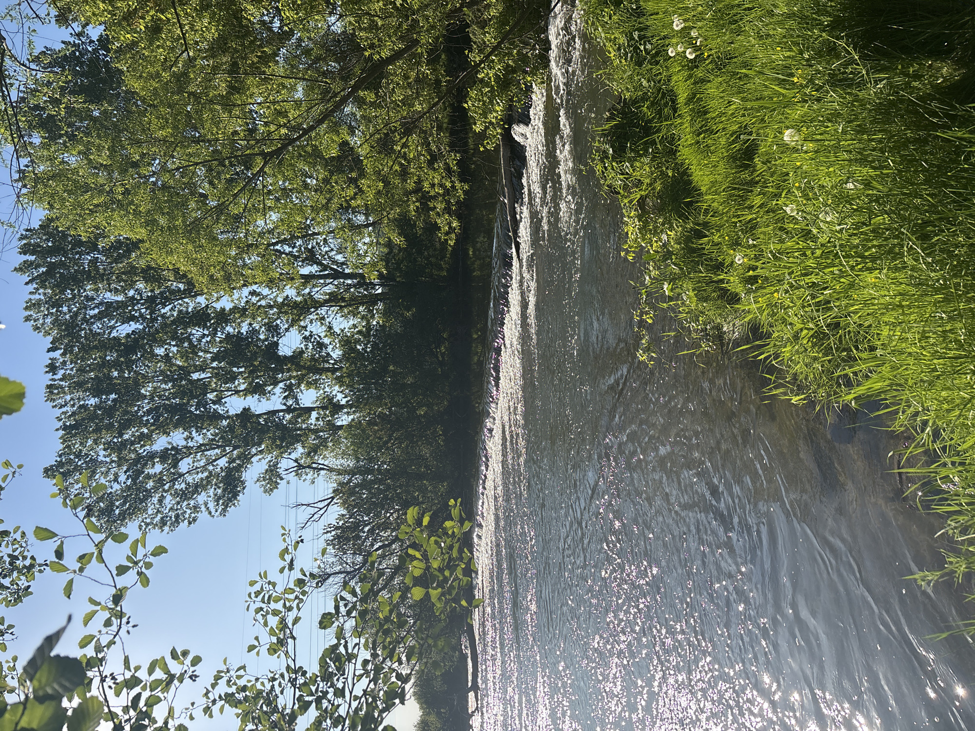 The image shows a body of water, likely a river or stream, flowing vertically through the frame. Sunlight reflects off the water's surface, creating a shimmering effect. Lush green vegetation, including tall grass and trees, lines the banks on either side of the water. The trees on the left side reach toward a clear blue sky. Based on the prompt, this scene is located in Ledenik, Bulgaria. There are no people visible in the image.