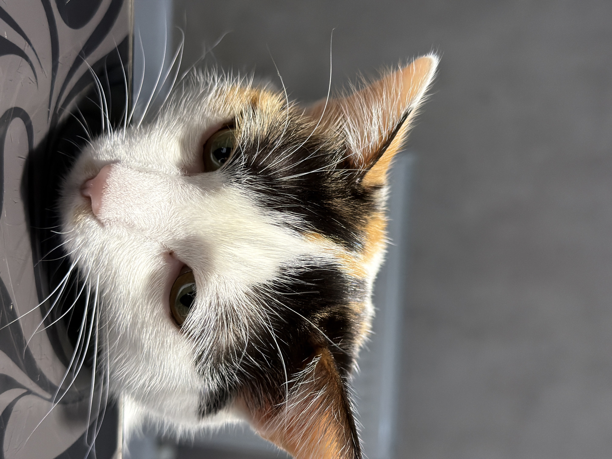 A close-up, slightly tilted shot depicts a calico cat. The cat is white with black and orange markings. Its whiskers are long and white, and its eyes are greenish-yellow. The cat is partially inside of a gray and white patterned object. The background is a plain, gray surface. There is no evidence to support that this image was taken in Rossiyskiy, Russia.