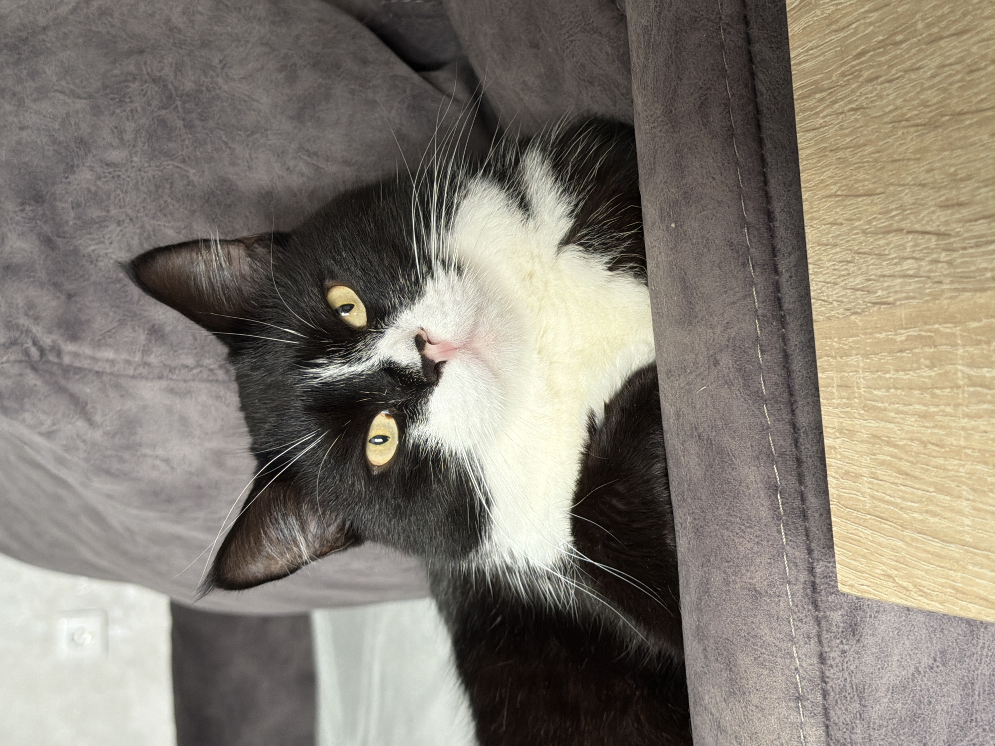 A black and white cat with yellow eyes is lying on a grey couch. The cat is facing the camera and appears to be relaxed. The background is blurred, but it appears to be an indoor setting. There is a light switch on the wall behind the cat. A wooden surface is visible in the foreground. The image was taken in Chekhov, Russia.