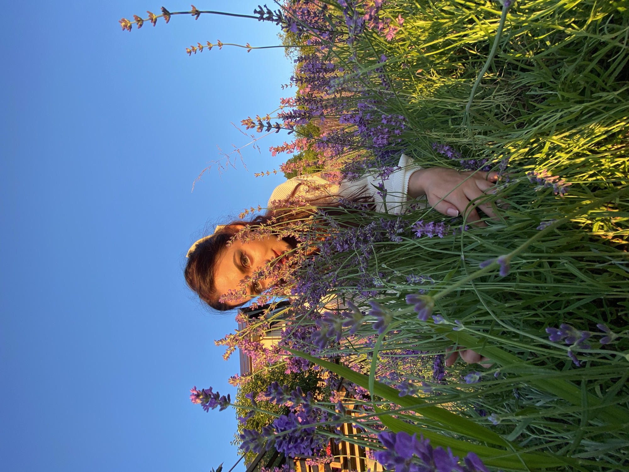 This is a media file of a person lying down in a field of lavender. The person is a woman with dark hair, wearing a cream-colored sweater. She is partially obscured by the lavender stalks and leaves, with only her face and a hand visible. Her eyes are open and looking towards the camera. The scene is set in a lavender field with a clear blue sky in the background. The sun appears to be setting, casting a warm golden light on the lavender and the woman's face, suggesting it is late afternoon or early evening. The setting is likely a rural or garden area, given the abundance of lavender. There is no visible text in the media file.